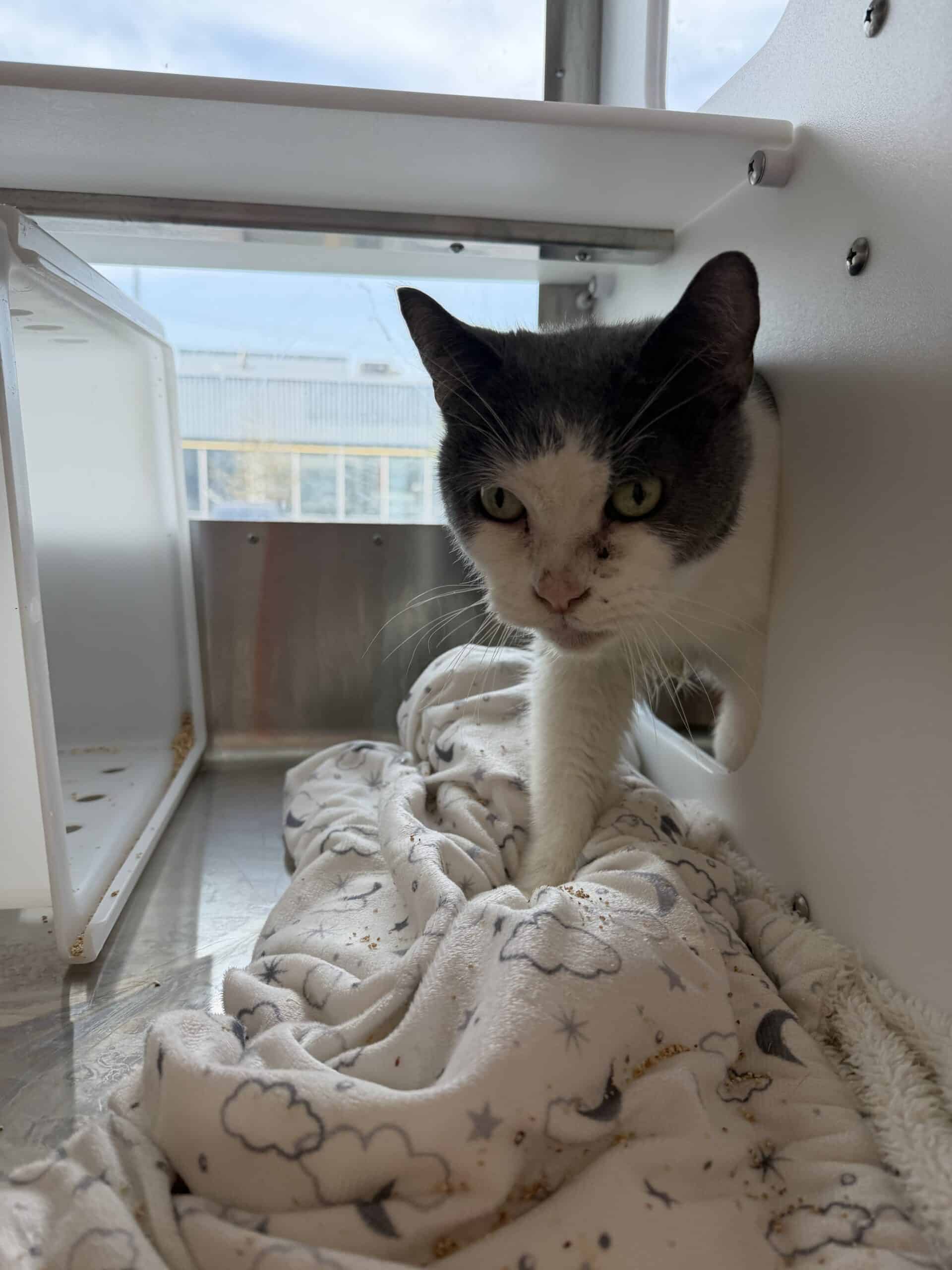 Ryder - Domestic Short Hair cat available for adoption at Proanima in Montreal