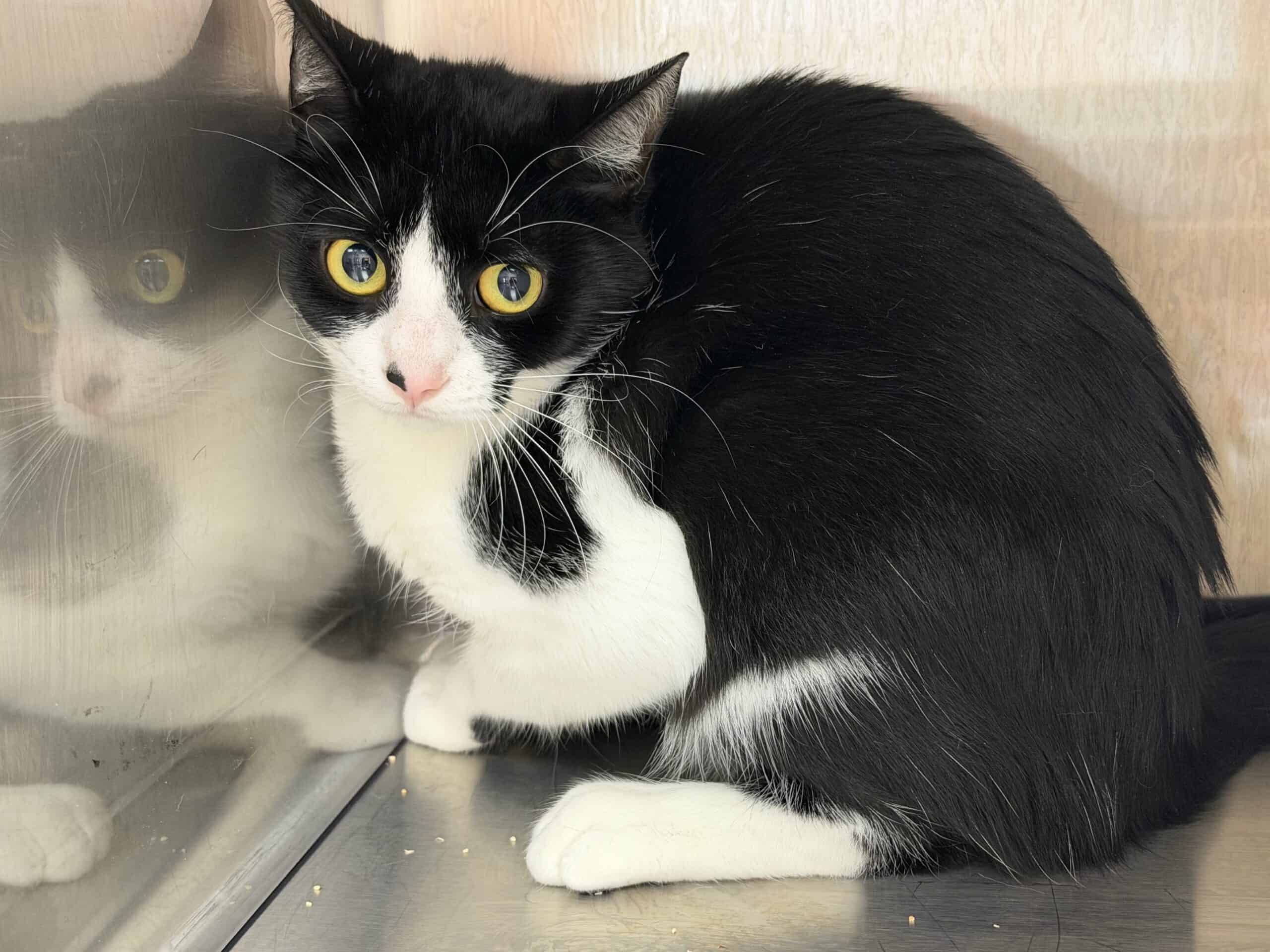 Luna - Domestic Short Hair cat available for adoption at Proanima in Montreal