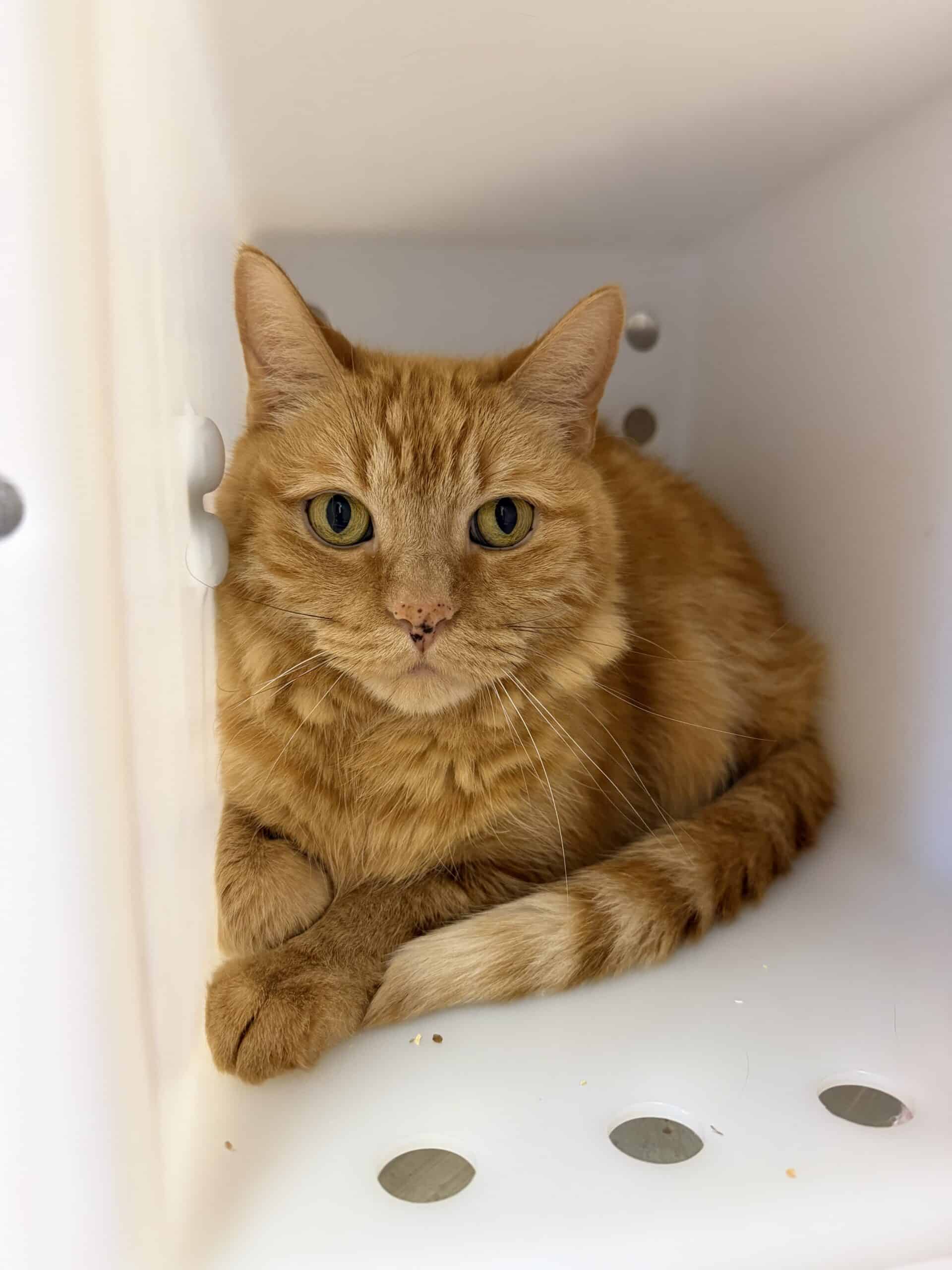 Booboo - Domestic Short Hair cat available for adoption at Proanima in Montreal