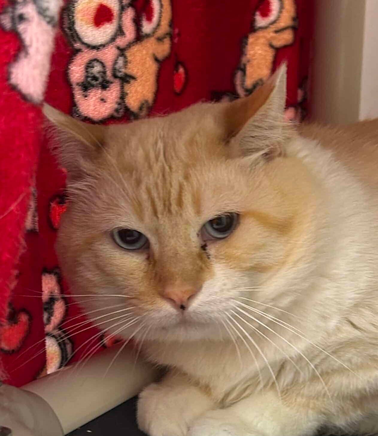 Canelle - Domestic Short Hair cat available for adoption in Quebec