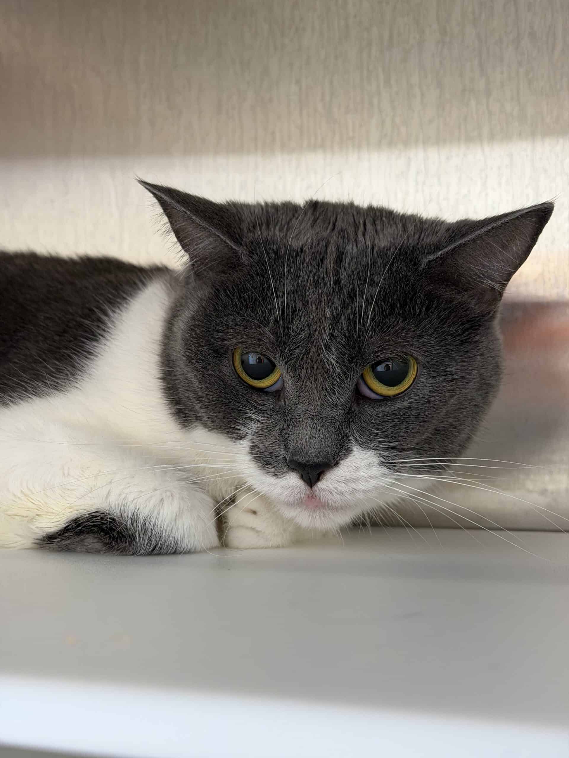 Missy - Domestic Short Hair cat available for adoption at Proanima in Montreal