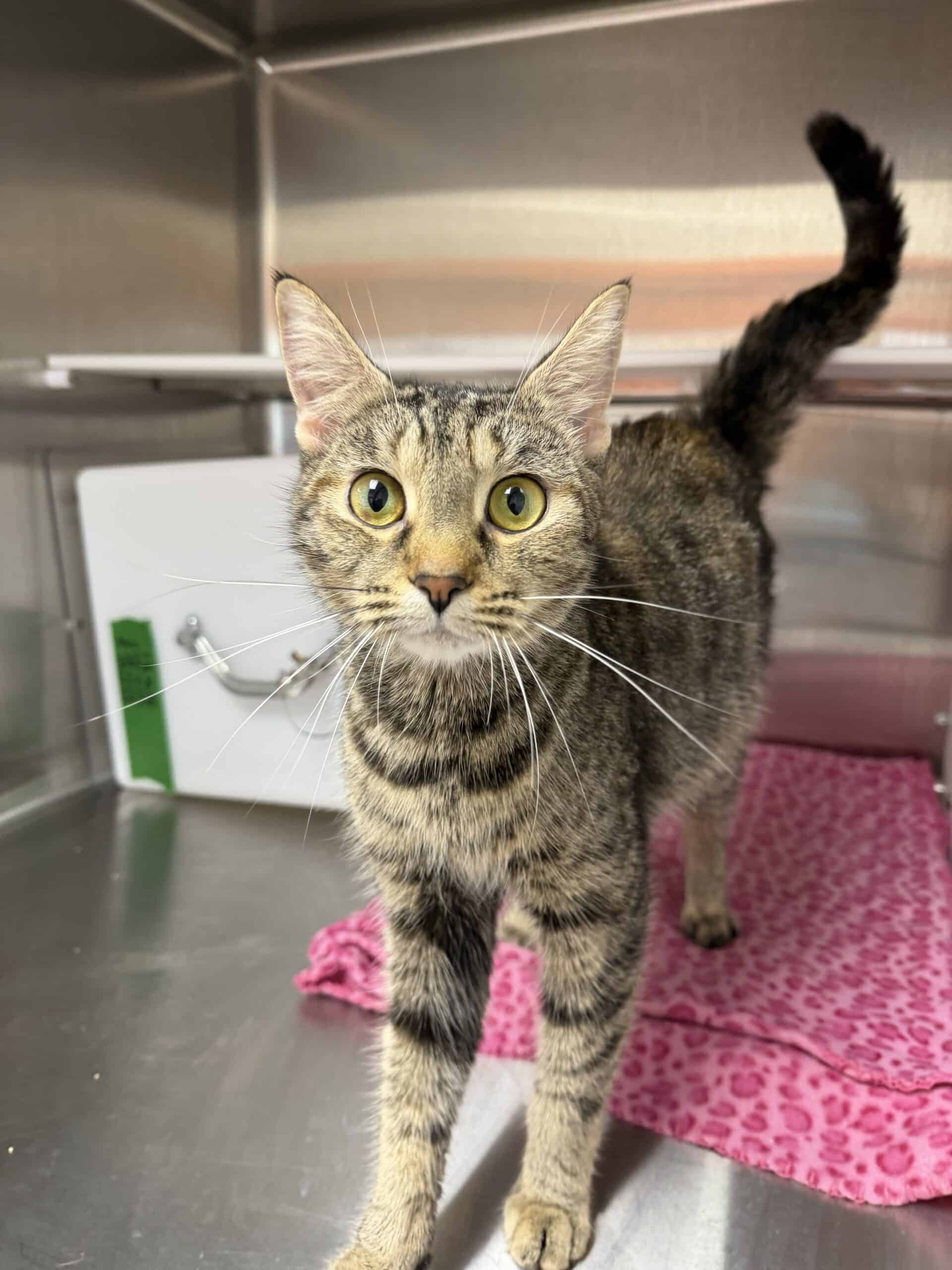 Peawy Lafraise - Domestic Short Hair cat available for adoption at Proanima in Montreal