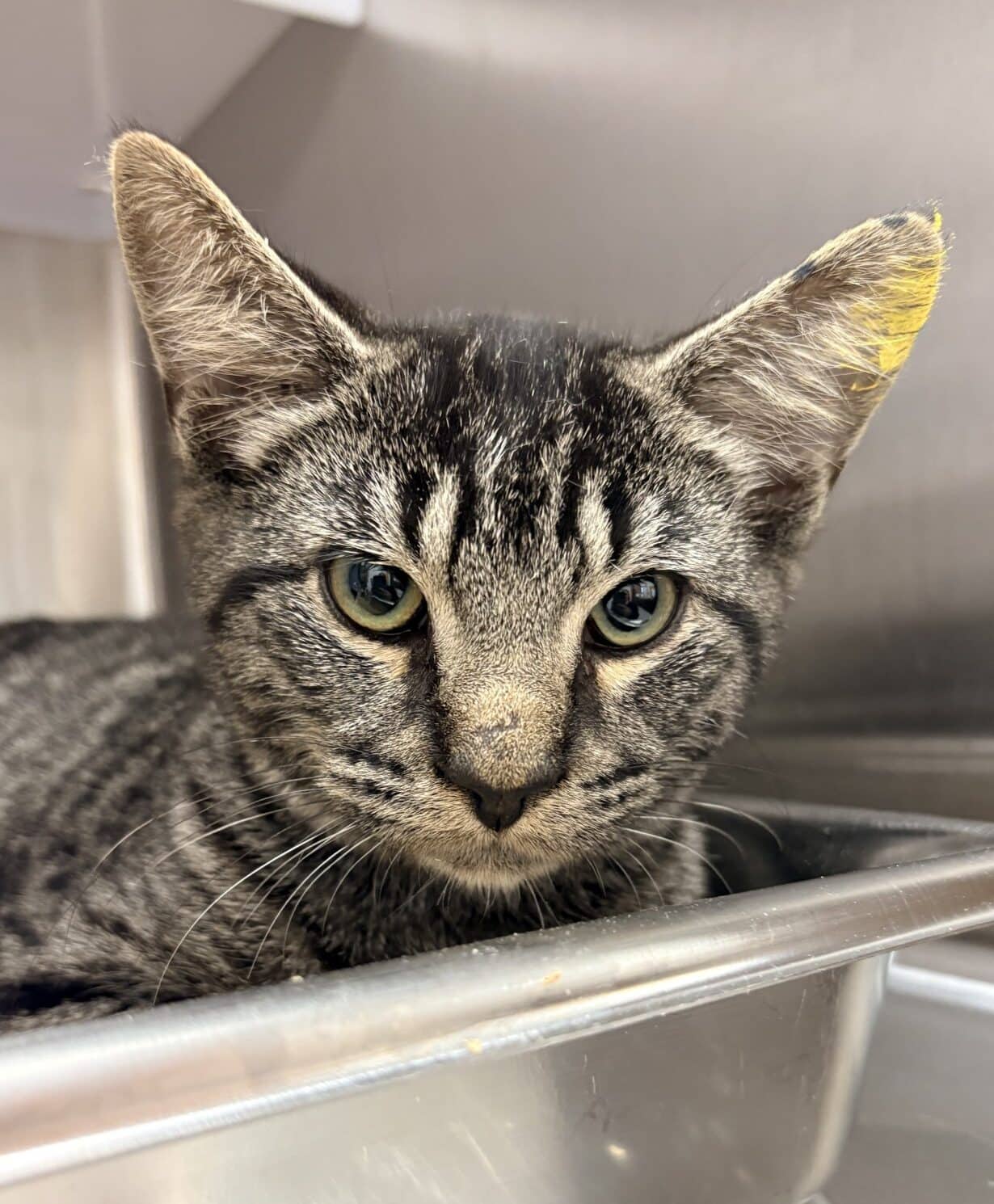 McLaren - Tabby available for adoption