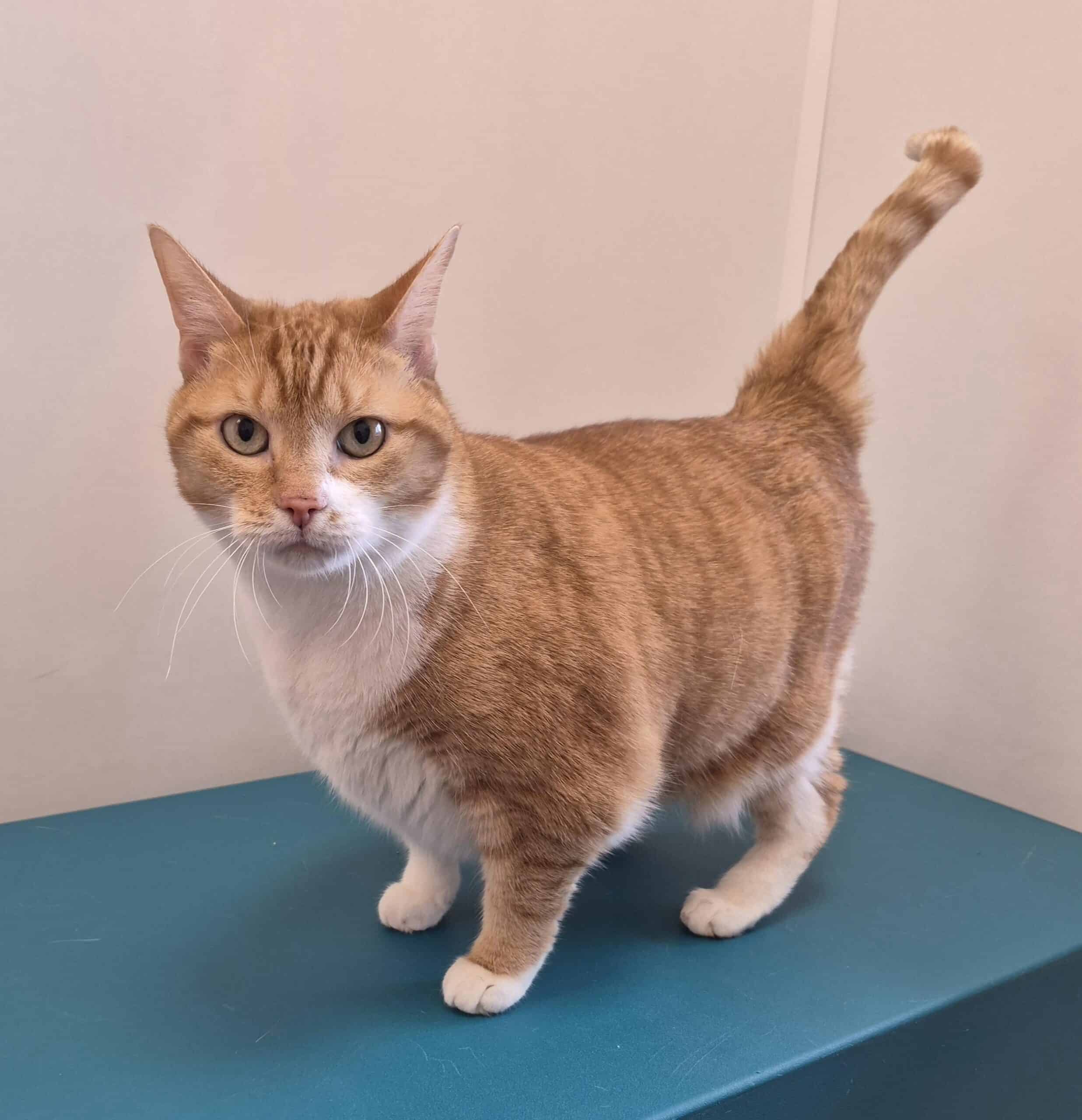 Maya - Domestic Short Hair cat available for adoption at Proanima in Montreal