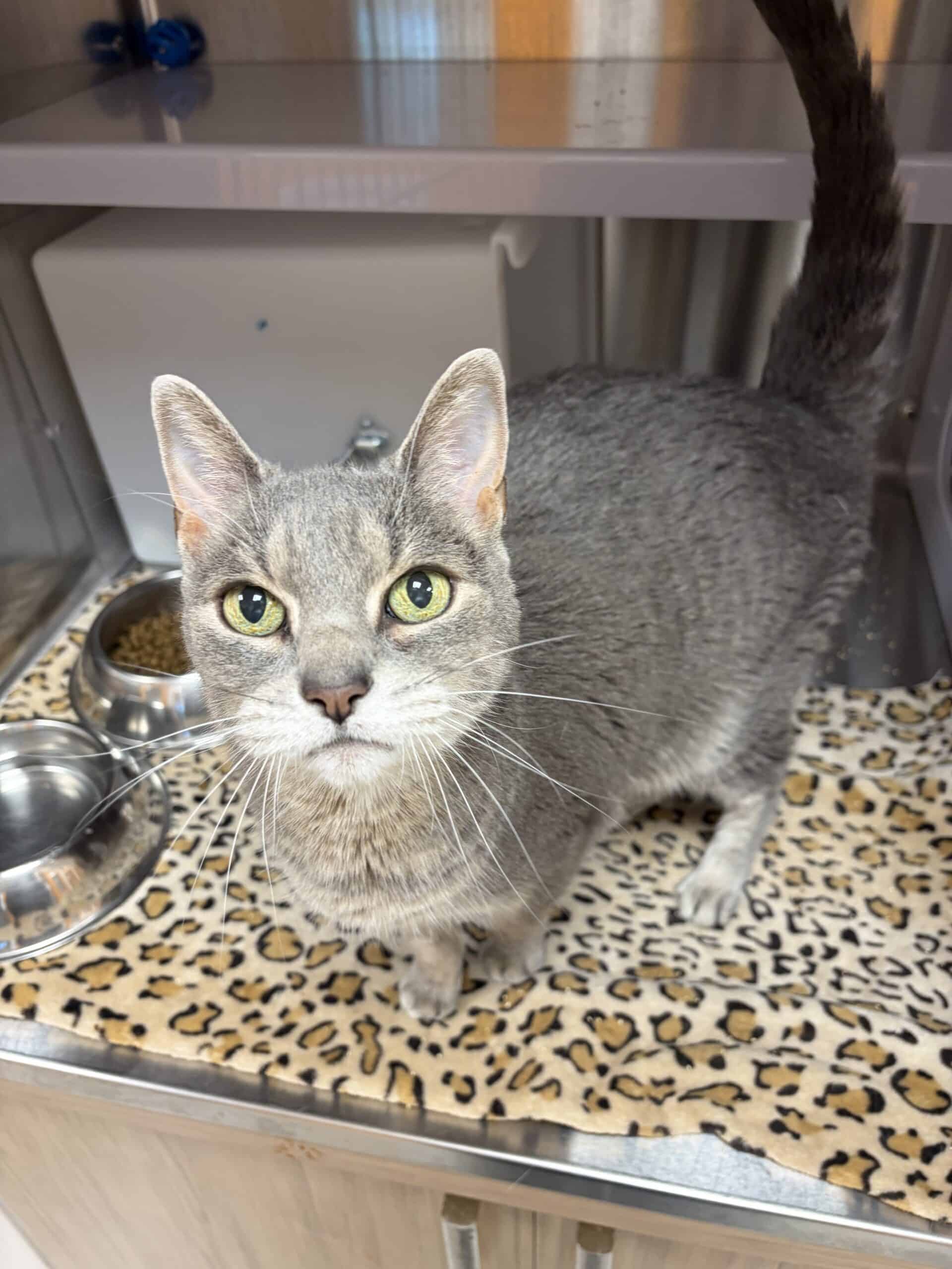 Michou - Domestic Short Hair cat available for adoption at Proanima in Boucherville