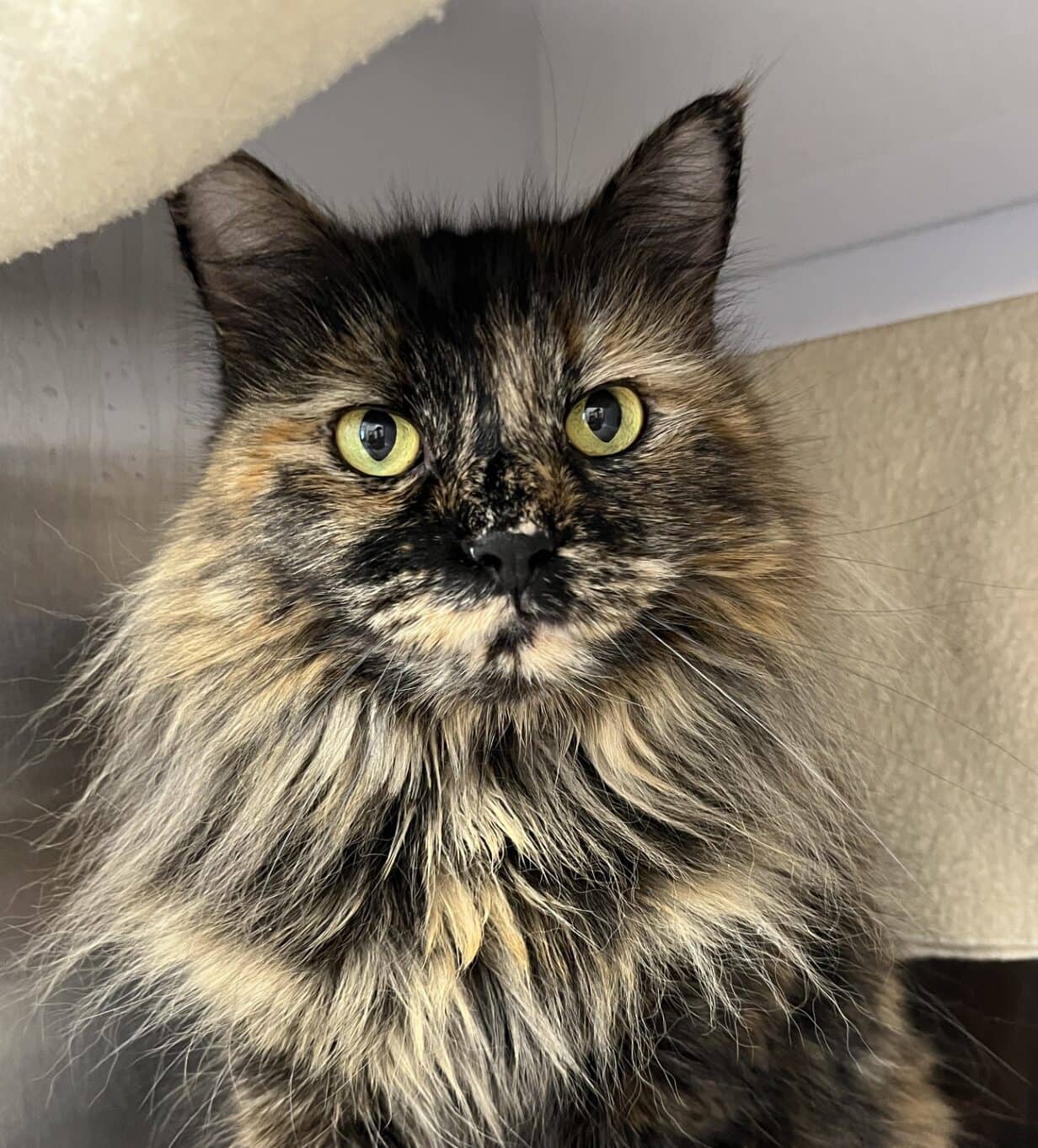 Mimine - Domestic Short Hair cat available for adoption at Proanima in Boucherville