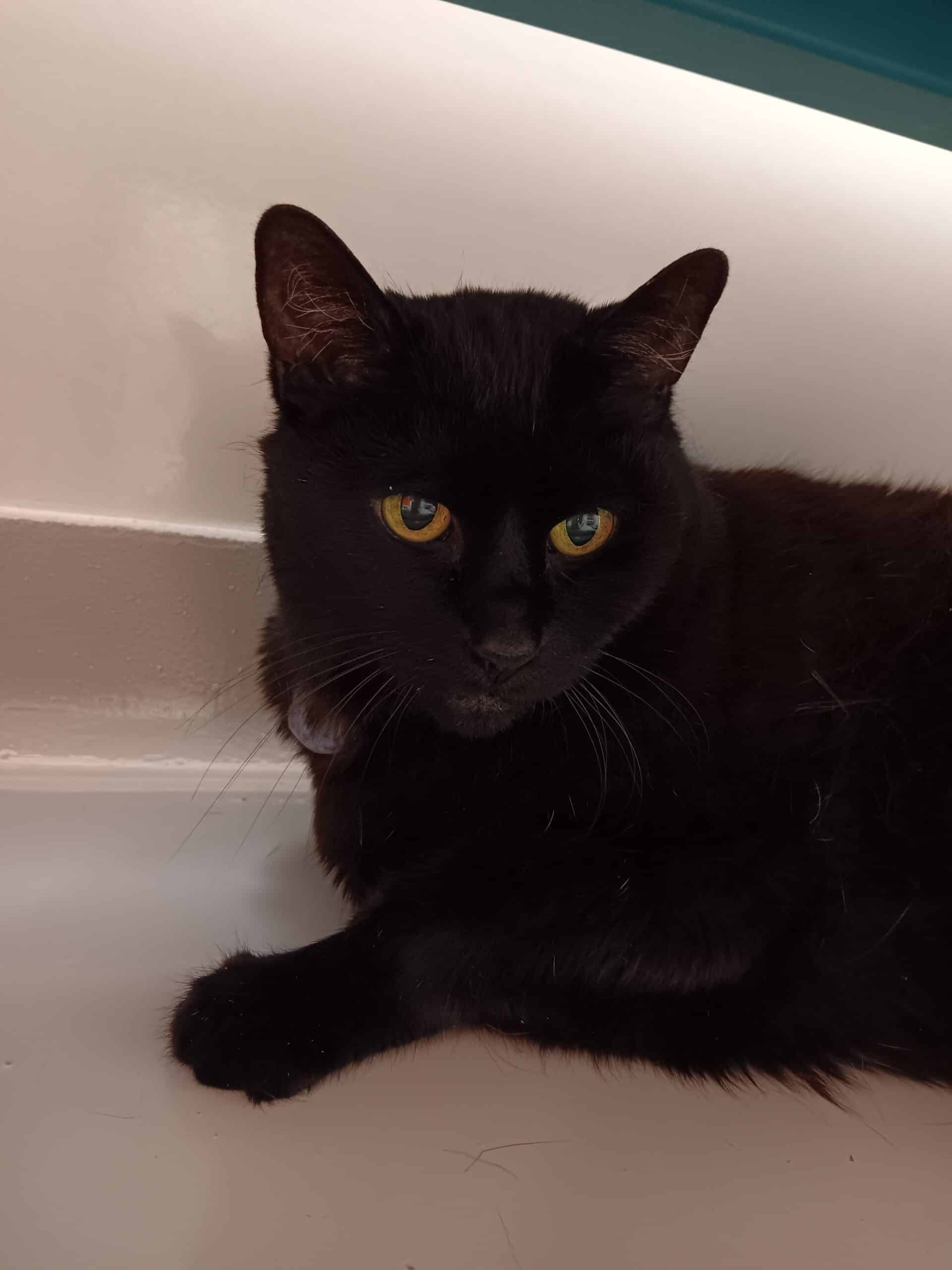 Miss Minoune - Domestic Short Hair cat available for adoption at Proanima in Montreal