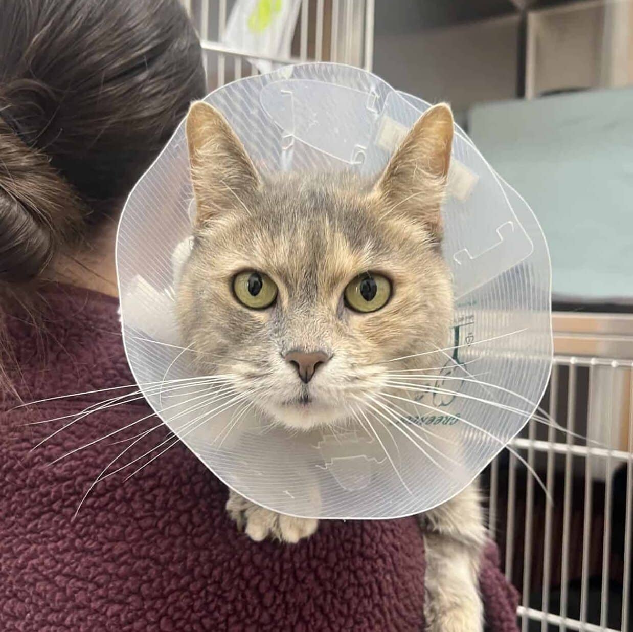 Molly - Domestic Short Hair available for adoption
