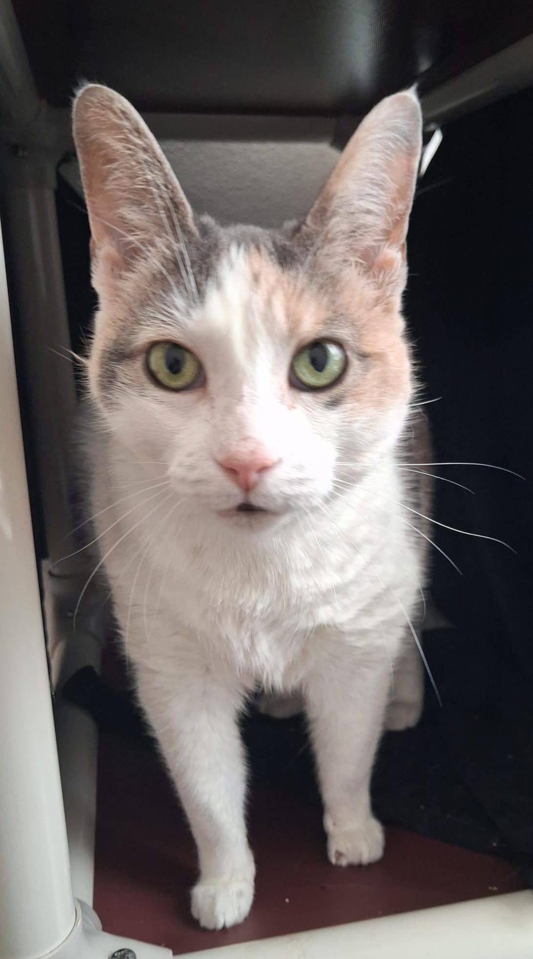 Ollie - Calico cat available for adoption at Proanima in Boucherville