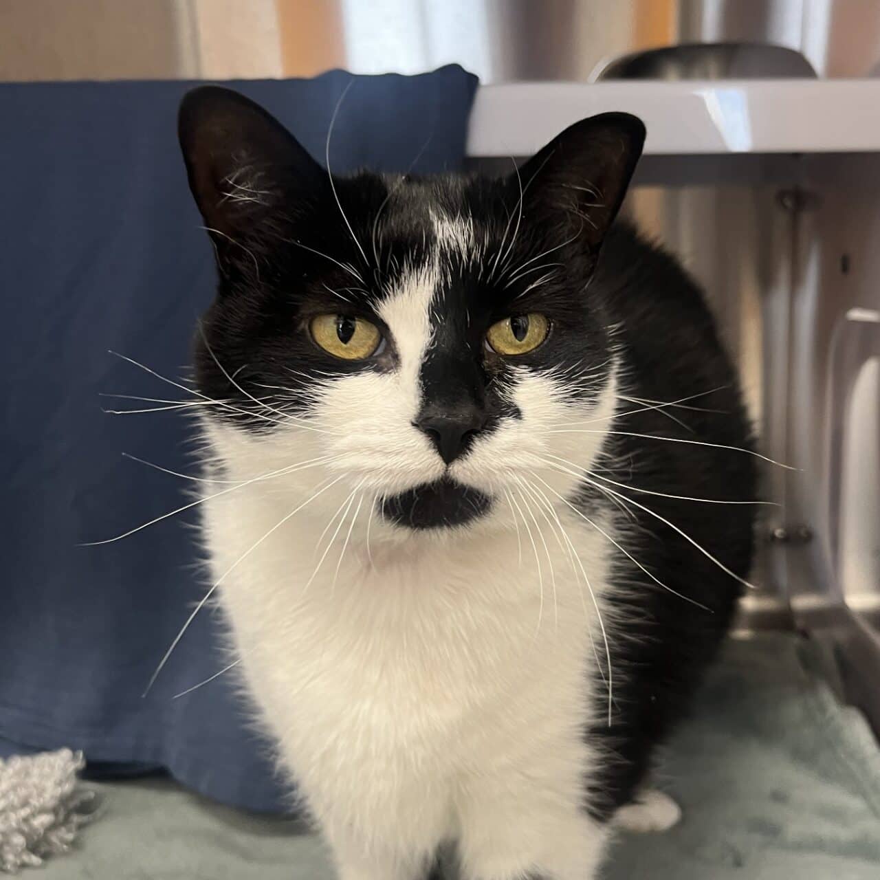 Madame Poire Bussin - Domestic Short Hair cat available for adoption at Proanima in Boucherville