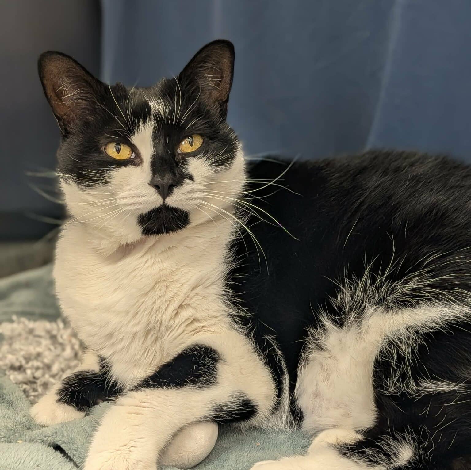 Madame Poire Bussin - Domestic Short Hair available for adoption