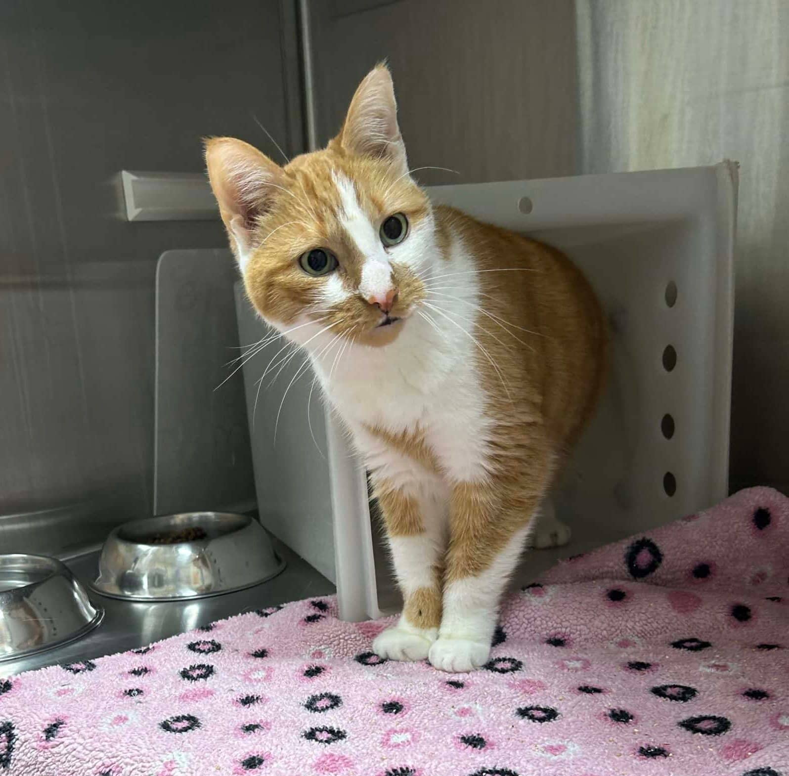 Rouky - Domestic Short Hair cat available for adoption at Proanima in Boucherville