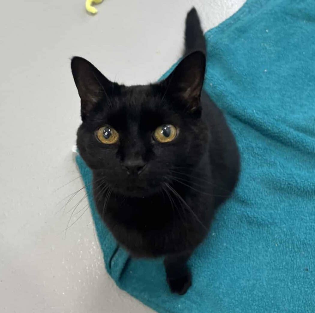 Simon - Domestic Short Hair cat available for adoption at Proanima in Boucherville