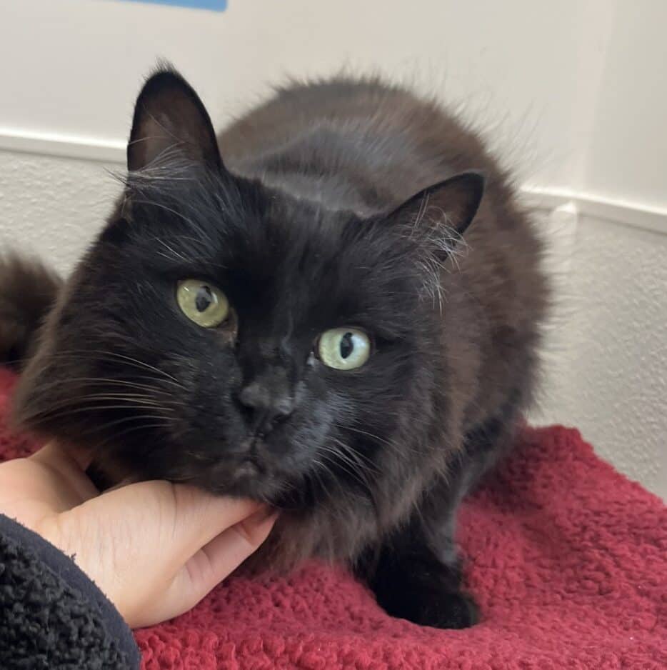 Ti-fille - Domestic Short Hair cat available for adoption at Proanima in Boucherville