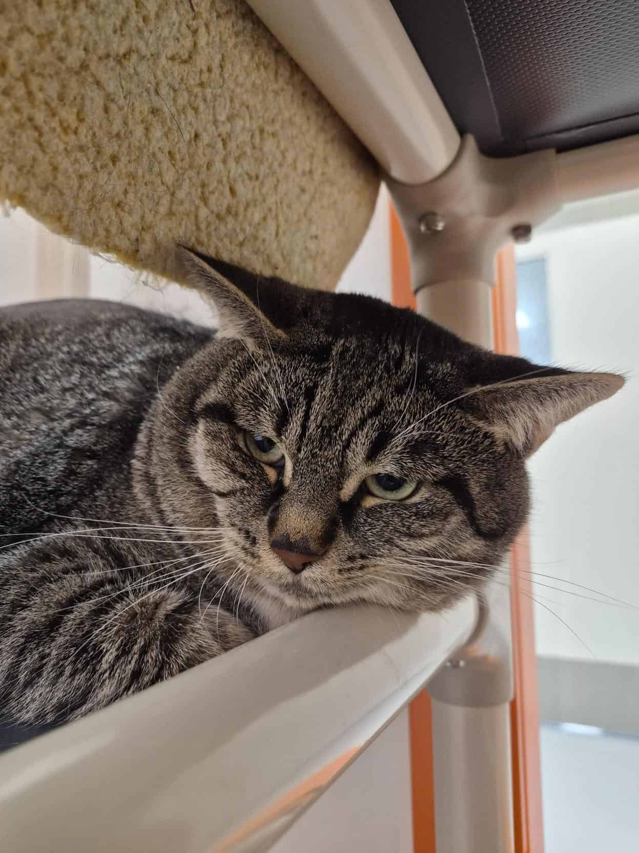 Tom - Tabby cat available for adoption at Proanima in Montreal