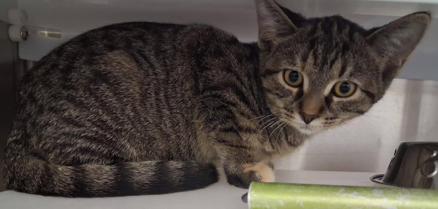 Tornade - Domestic Short Hair cat available for adoption at Proanima in Boucherville