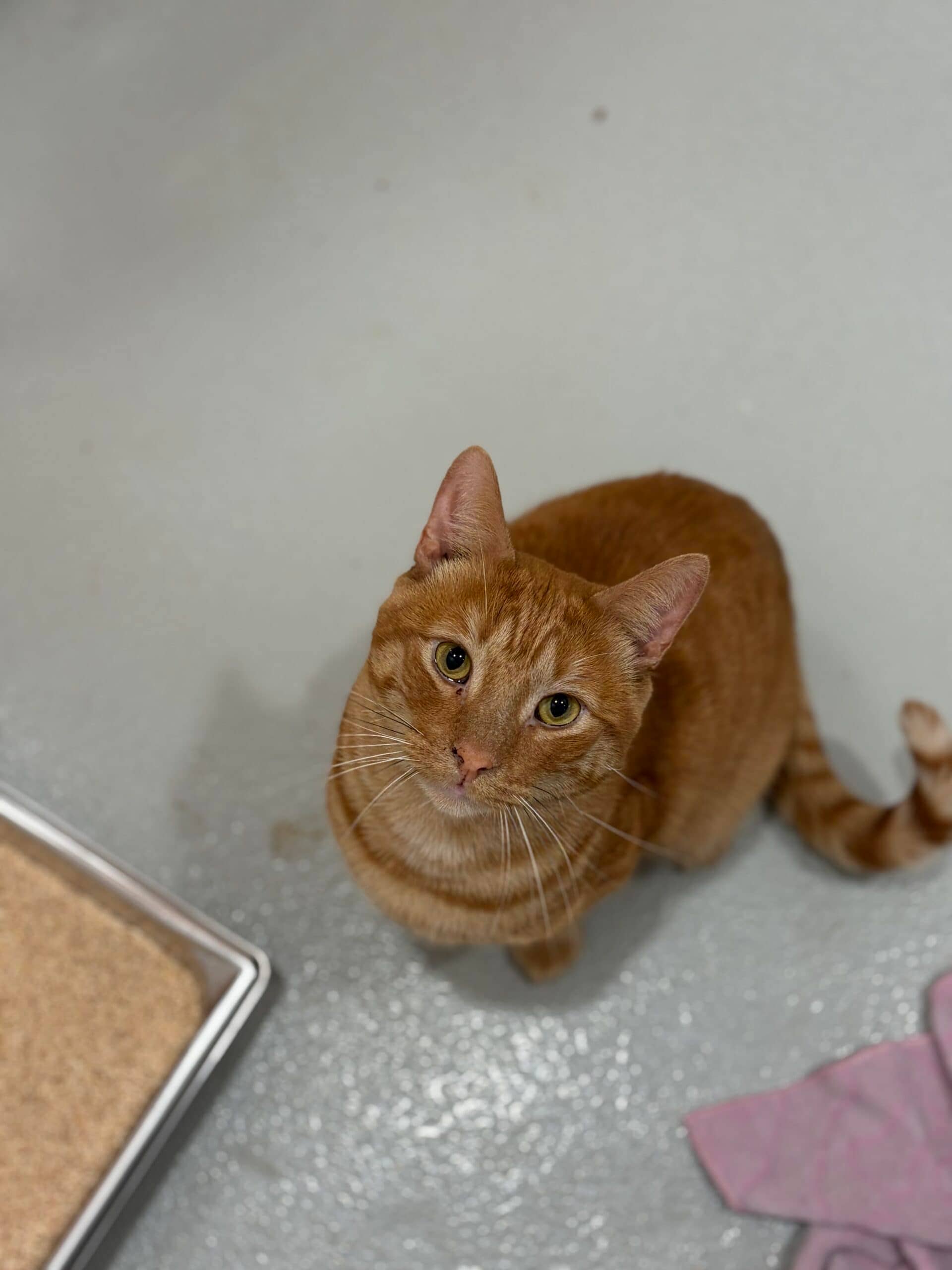Anatole - Domestic Short Hair cat available for adoption at Proanima in Boucherville