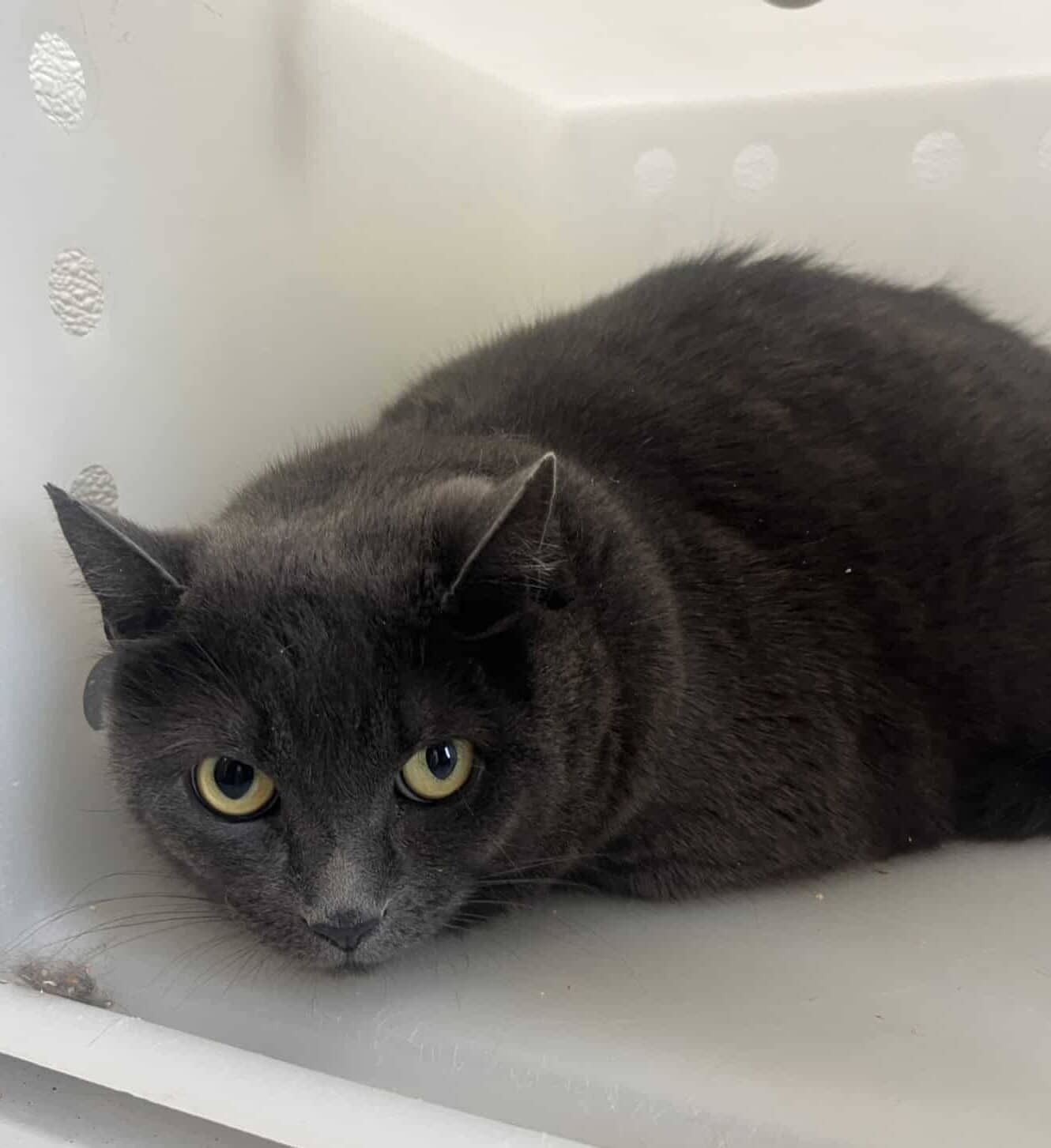 Grisou - Domestic Short Hair cat available for adoption at Proanima in Boucherville