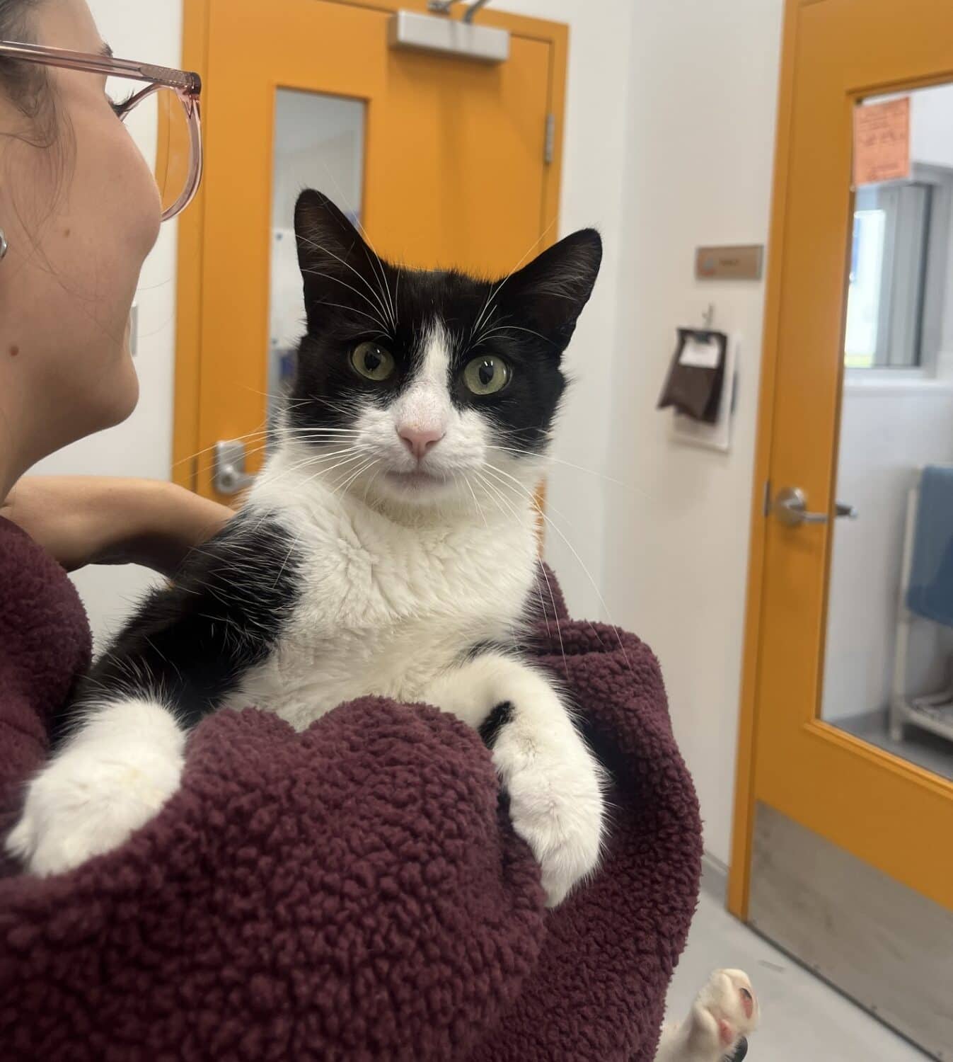 Mew Mew - Domestic Short Hair cat available for adoption at Proanima in Boucherville