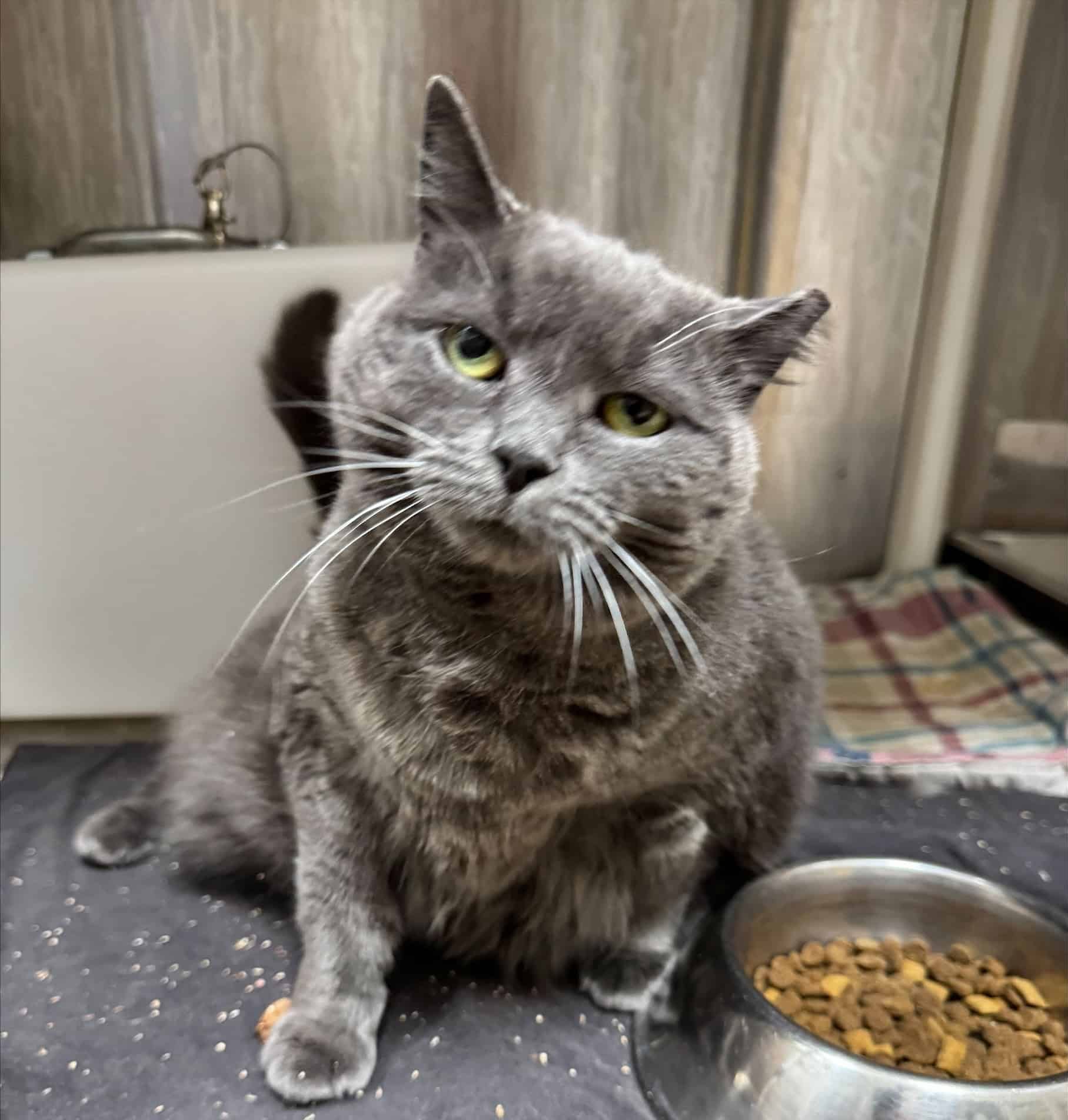 Abby Lee - Domestic Short Hair cat available for adoption at Proanima in Boucherville