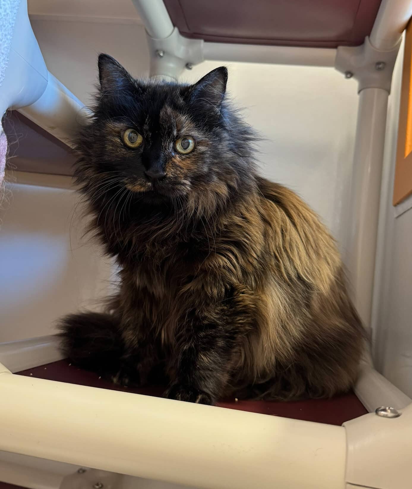 Cachou - Domestic Short Hair cat available for adoption at Proanima in Boucherville