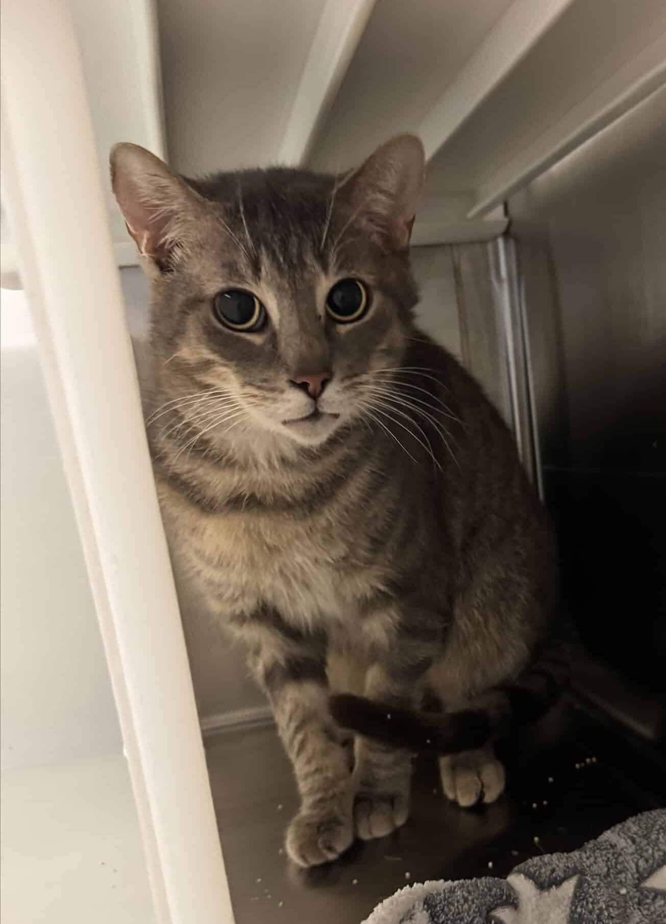 Mr. Puff - Domestic Short Hair cat available for adoption in Quebec