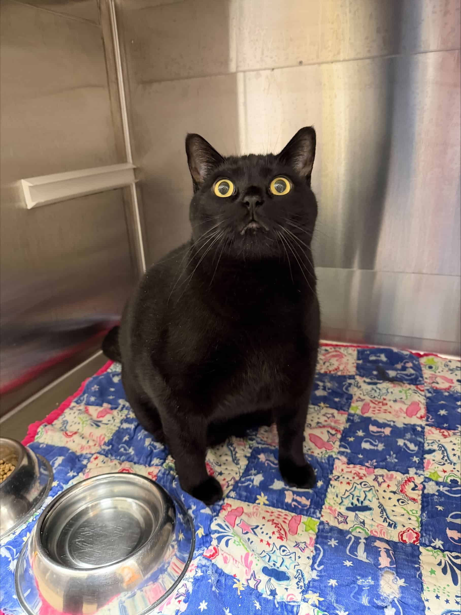 Méo - Domestic Short Hair cat available for adoption at Proanima in Boucherville