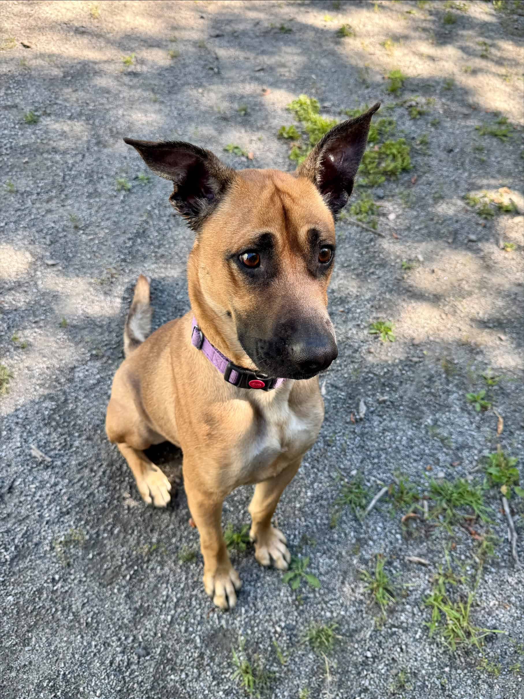 Daisy - Belgian Malinois Mix available for adoption in Quebec