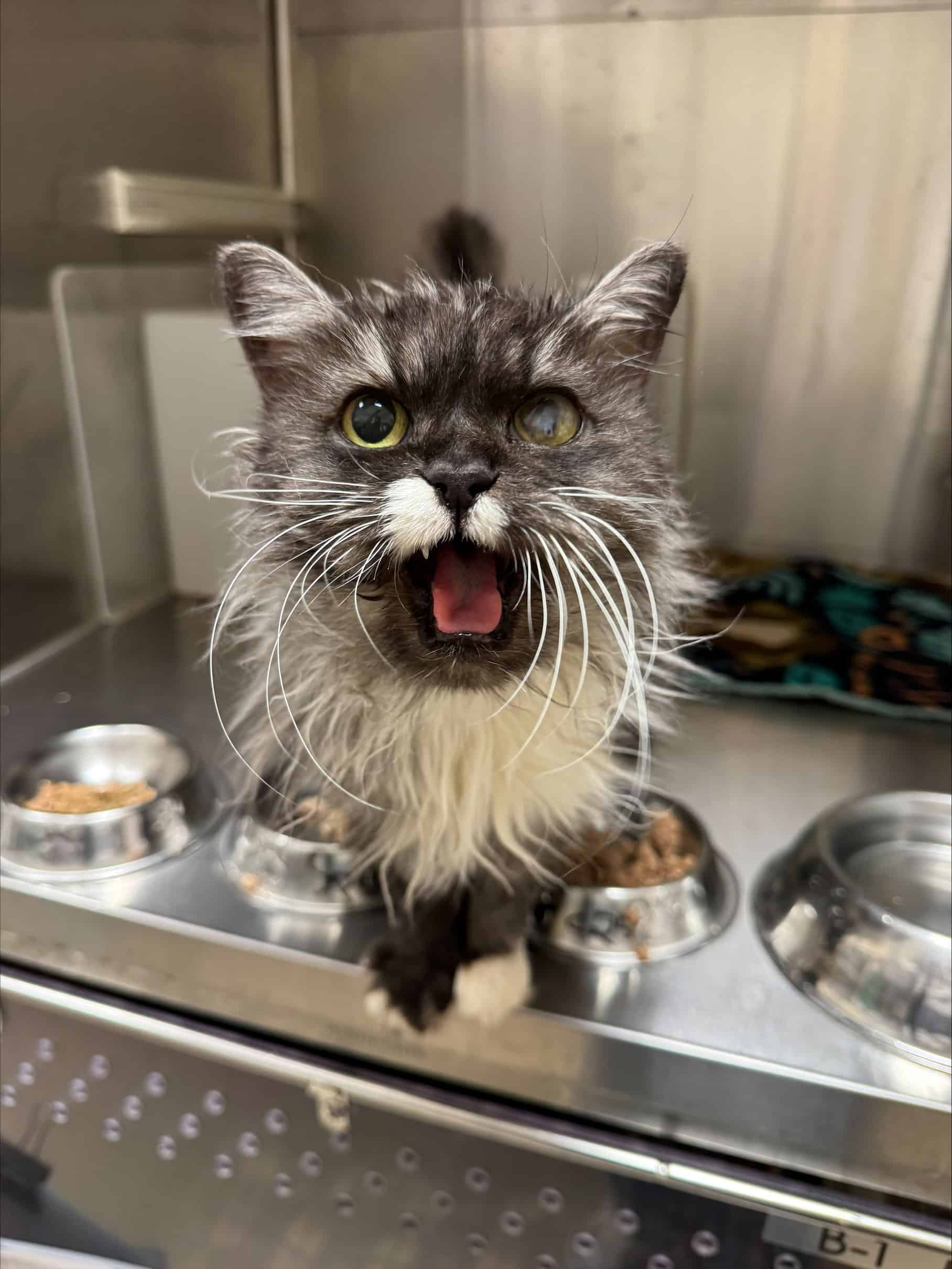 Doudoune - Domestic Short Hair cat available for adoption at Proanima in Boucherville