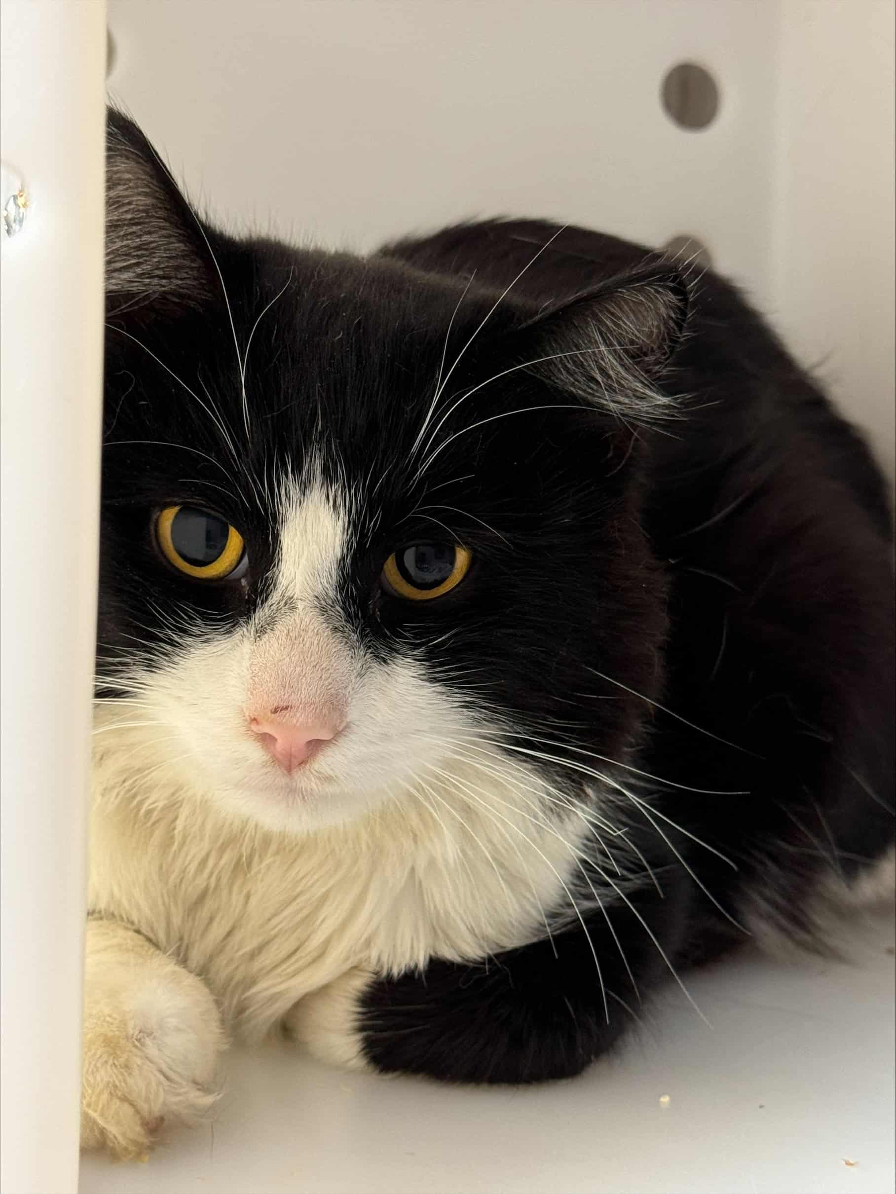 Sunglasses - Domestic Short Hair cat available for adoption at Proanima in Boucherville