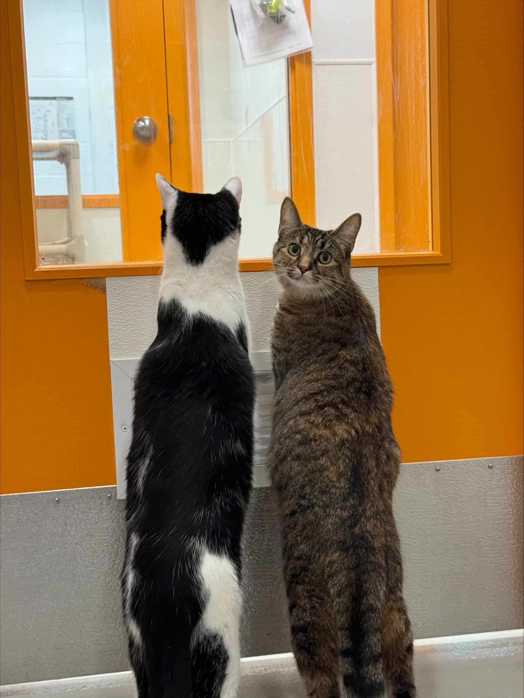 Mochie et Rosie - Tabby cat available for adoption at Proanima in Boucherville