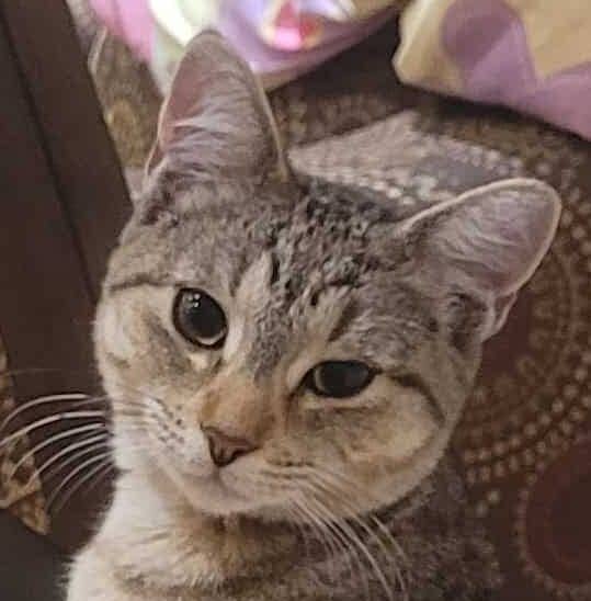 Sandy - Domestic Short Hair available for adoption