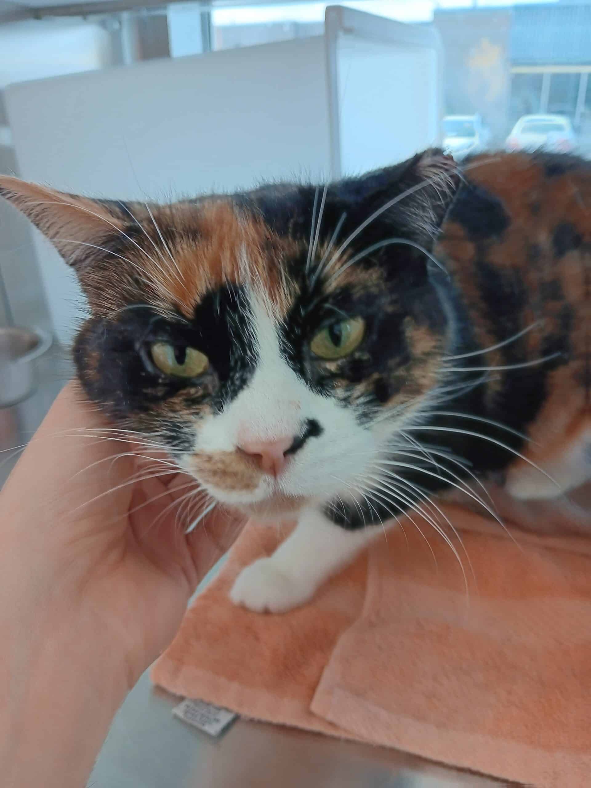 Cléopâtre - Domestic Short Hair cat available for adoption at Proanima in Montreal