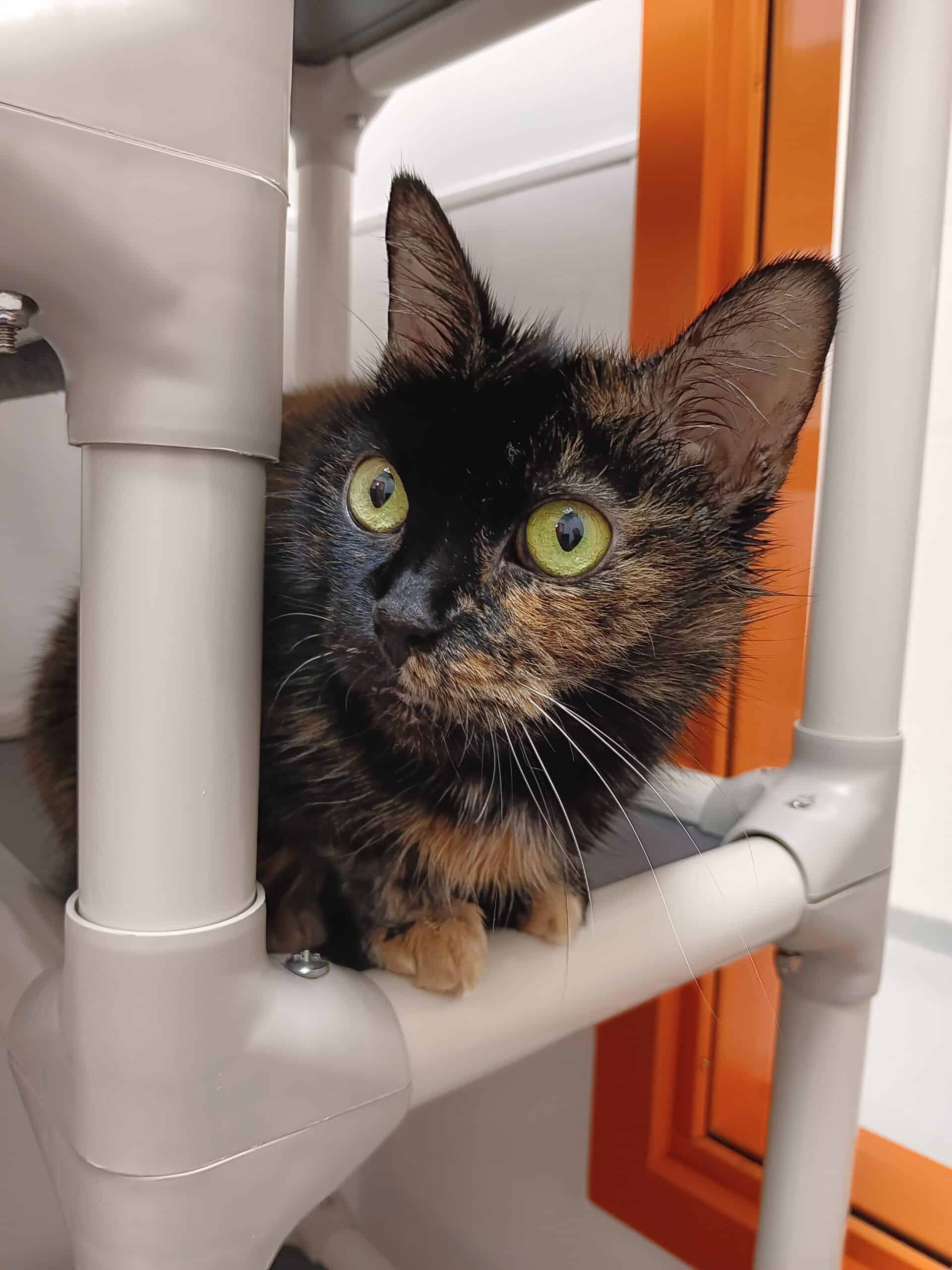 Zoé - Domestic Short Hair cat available for adoption at Proanima in Montreal