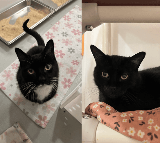 Petit Pied et Pacha - Tuxedo cat available for adoption at Proanima in Boucherville