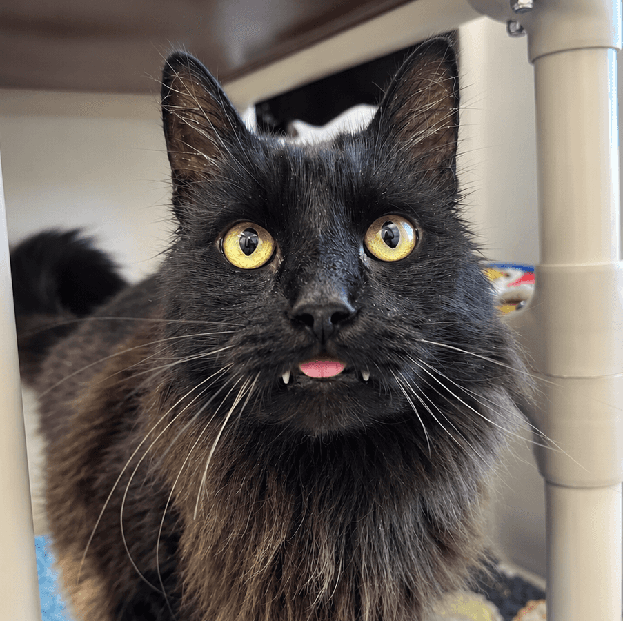 Crapule - Domestic Short Hair available for adoption