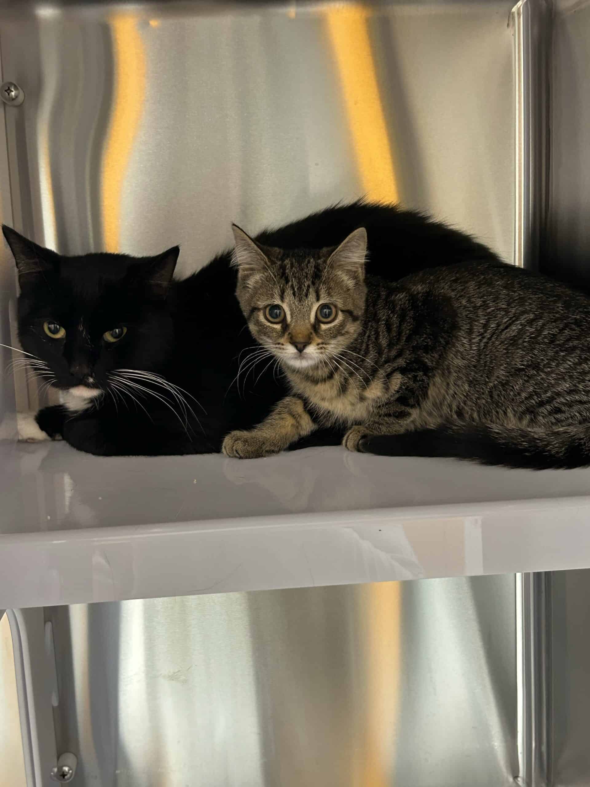 Gisèle et Coco - Domestic Short Hair cat available for adoption at Proanima in Boucherville