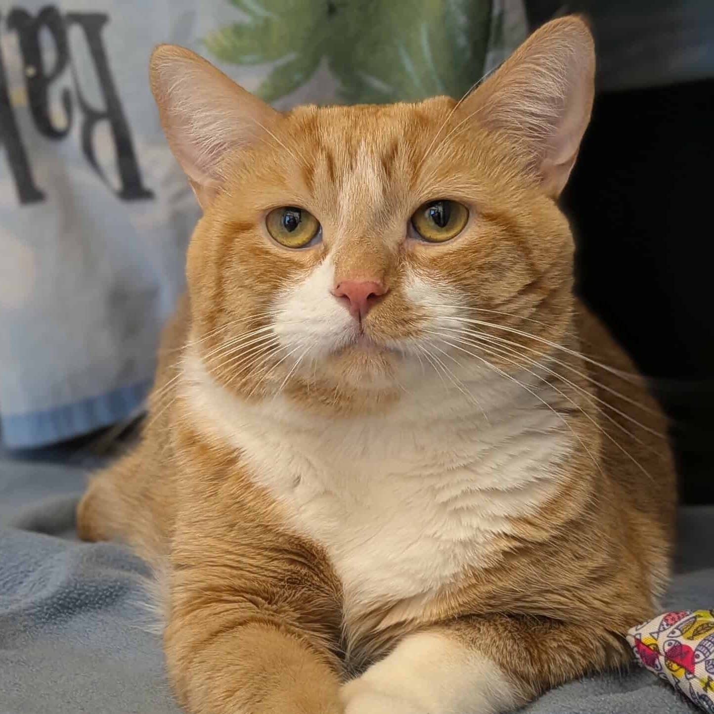 Hatchi - Domestic Short Hair cat available for adoption at Proanima in Boucherville