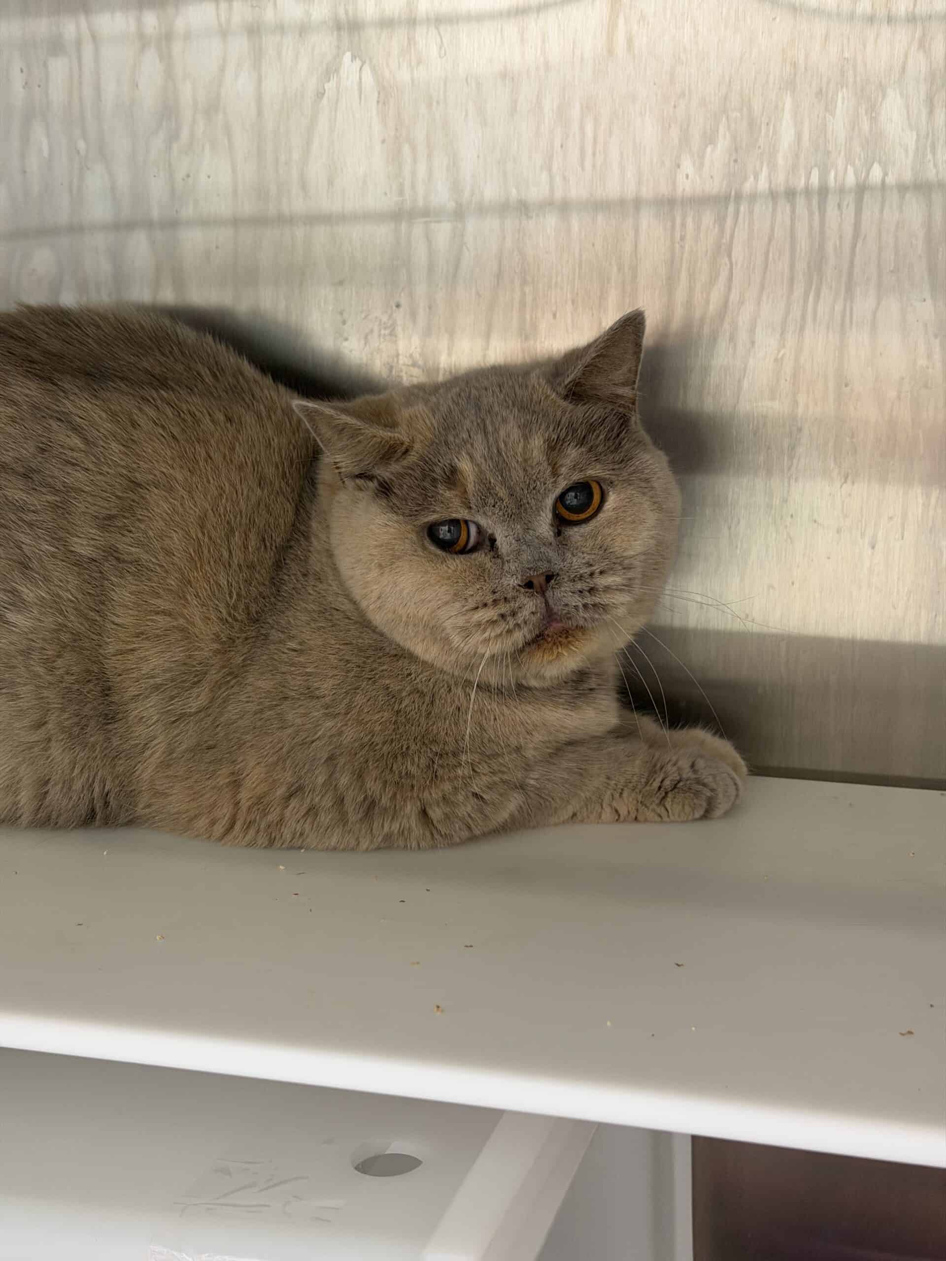 Baboushka - British Shorthair cat available for adoption at Proanima in Montreal