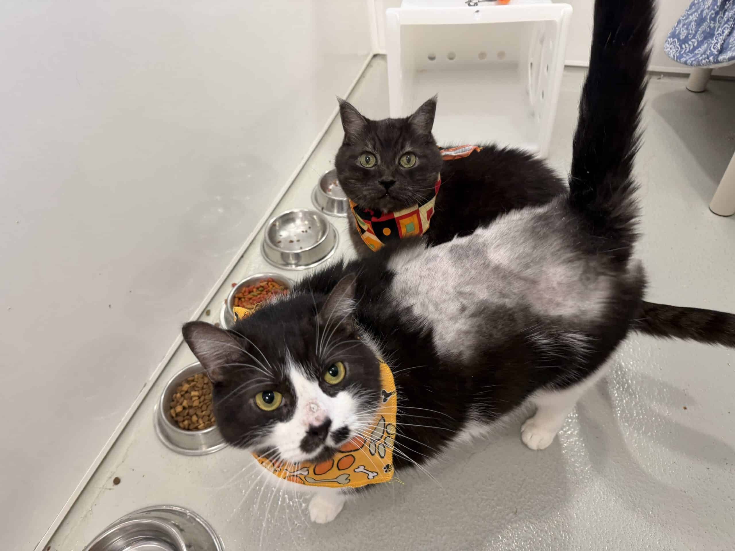 Charlie et Peter - Domestic Short Hair available for adoption