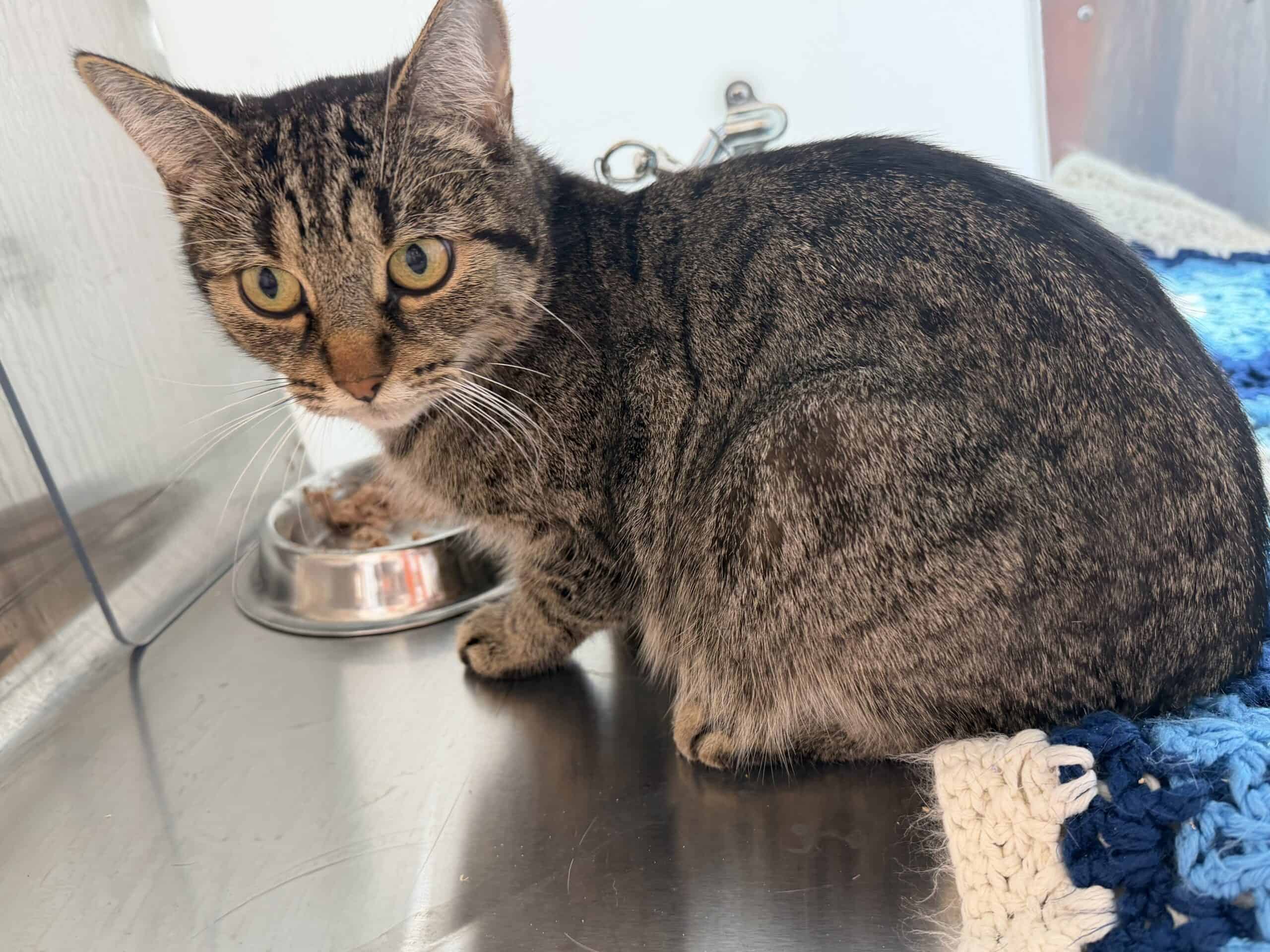 Pain aux bananes - Domestic Short Hair cat available for adoption at Proanima in Montreal