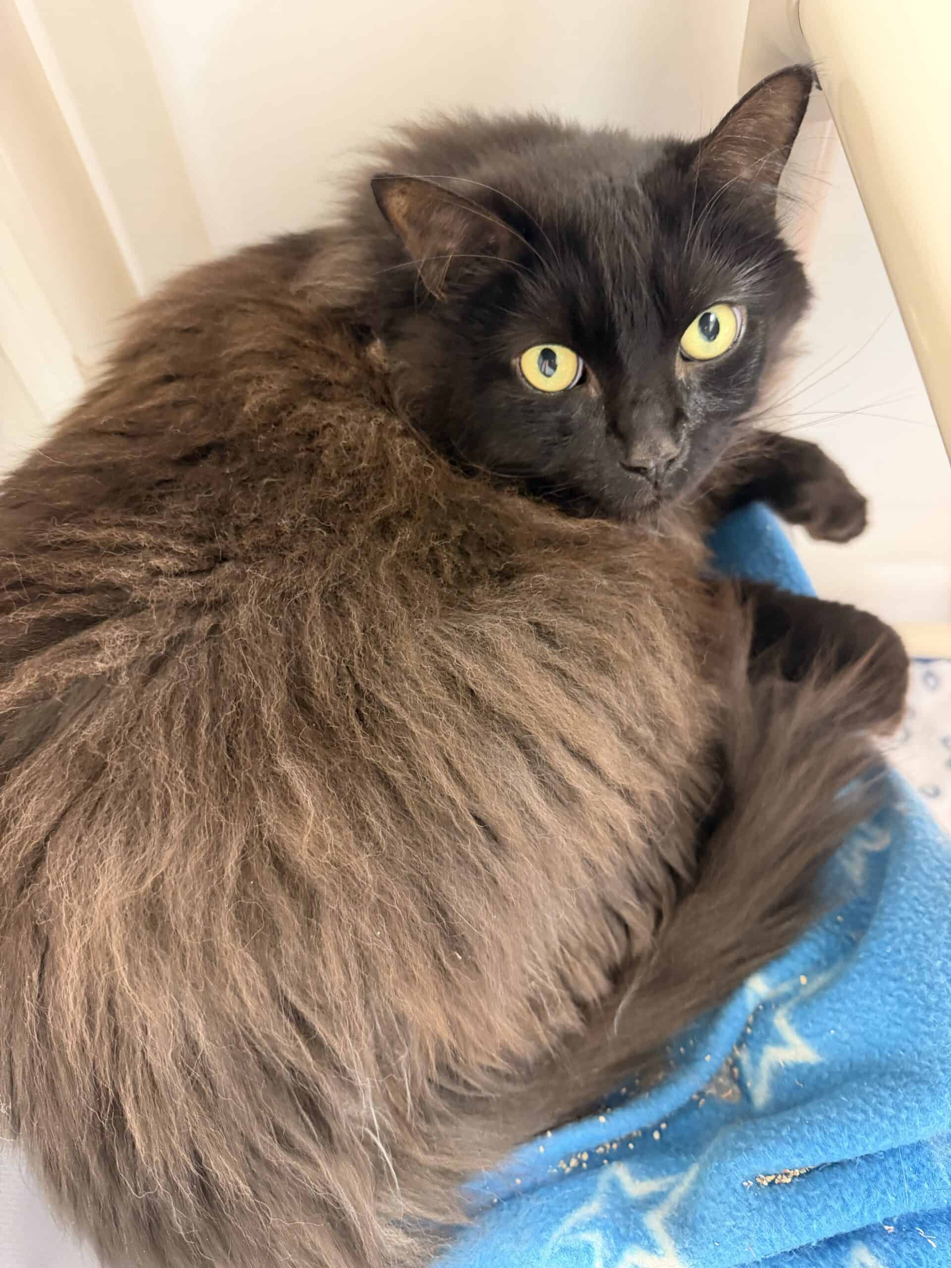 Noé - Domestic Short Hair cat available for adoption at Proanima in Montreal