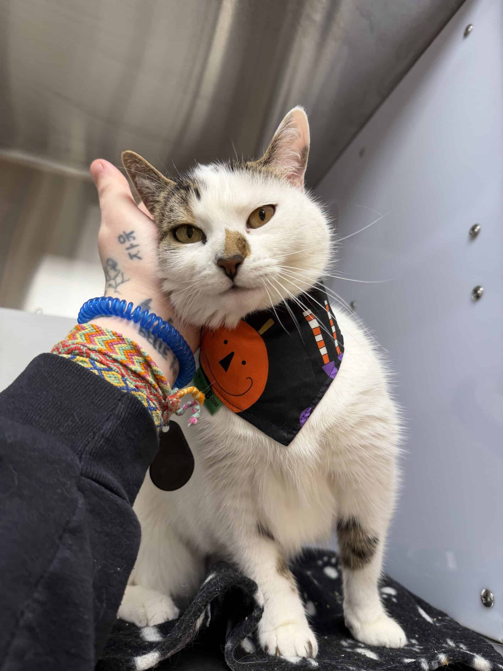Minoune - Domestic Short Hair cat available for adoption at Proanima in Boucherville