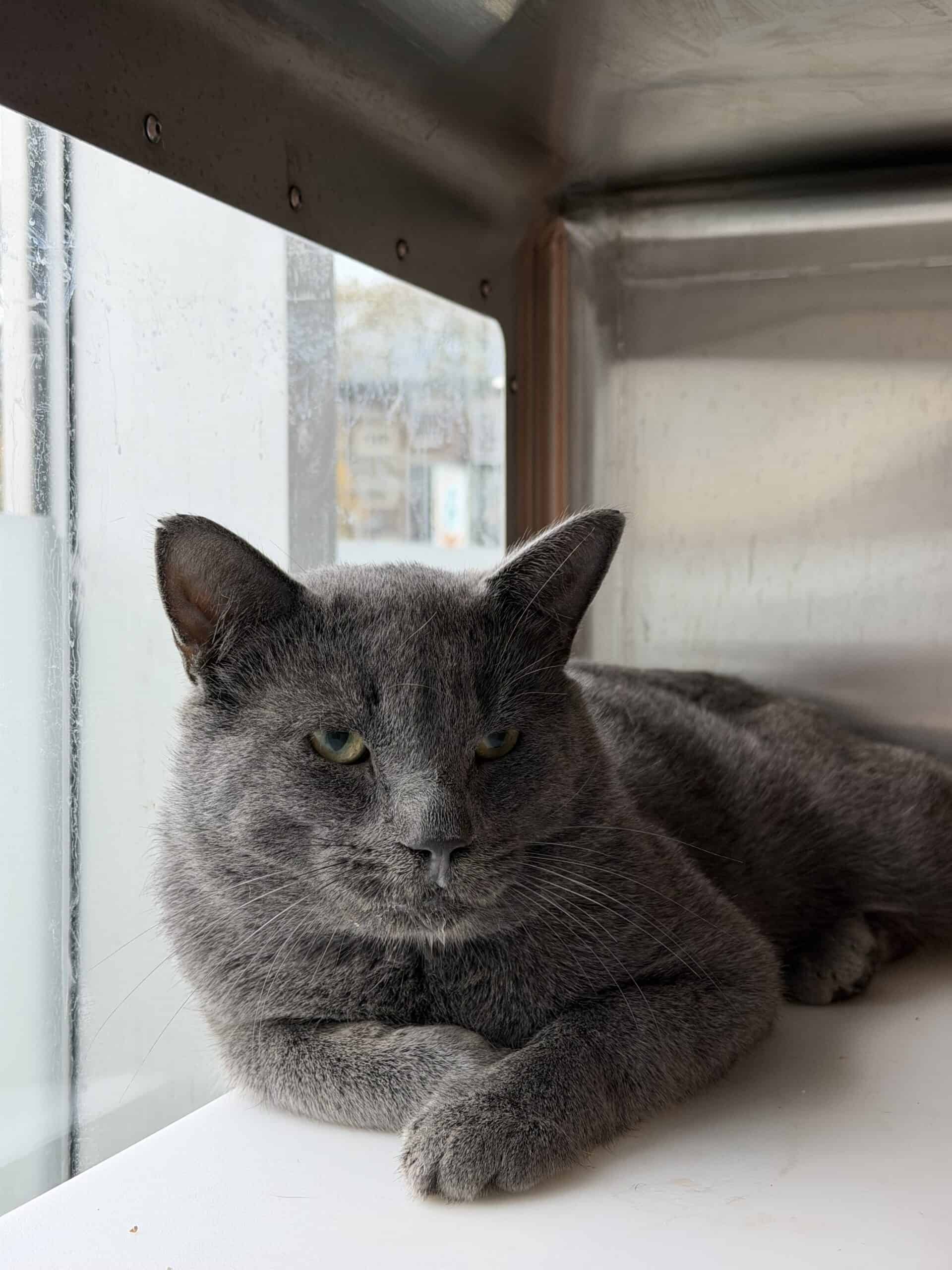 Silver - Domestic Short Hair cat available for adoption at Proanima in Montreal