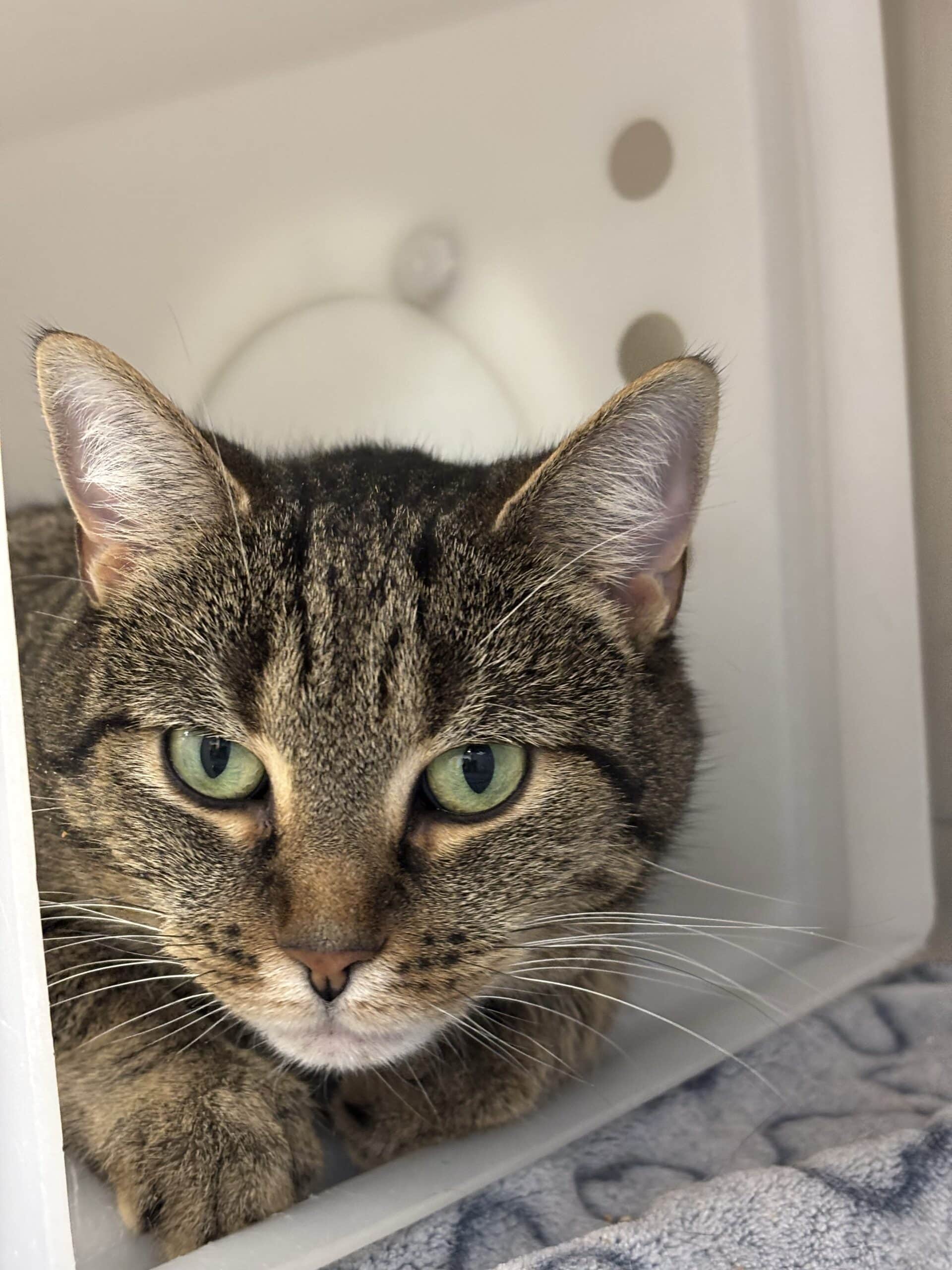 Princesse - Tabby cat available for adoption at Proanima in Boucherville