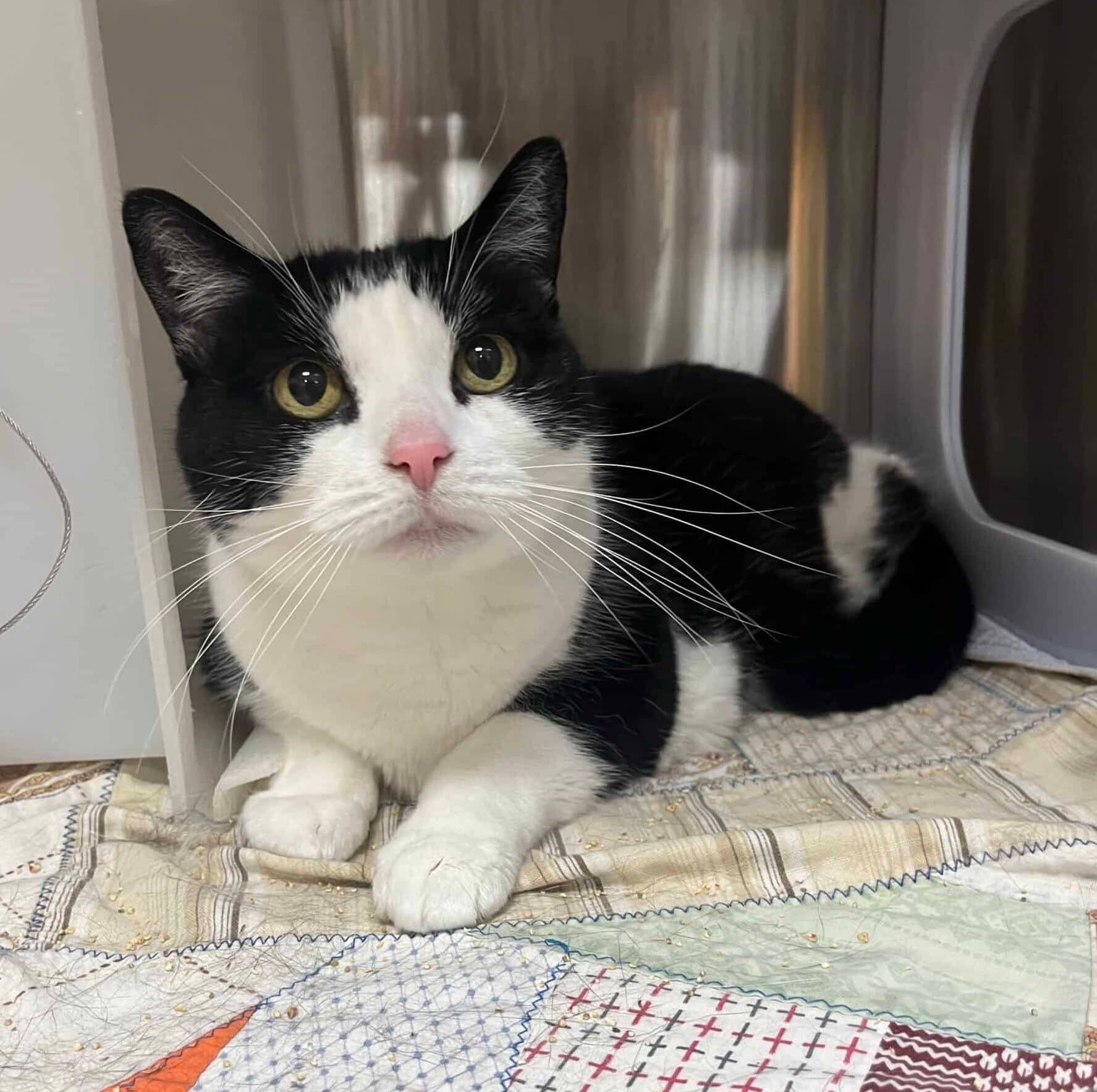 Gamine - Domestic Short Hair cat available for adoption at Proanima in Boucherville