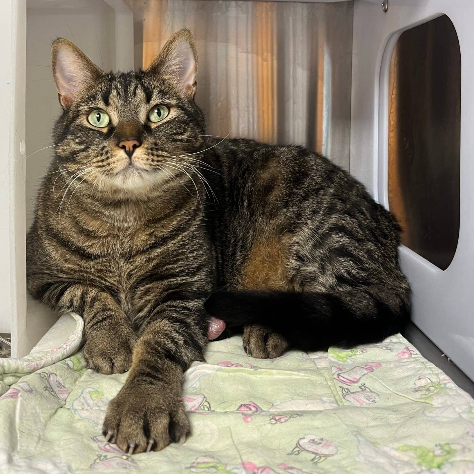 Ti-Mine, Domestic Short Hair, chat à adopter au Québec