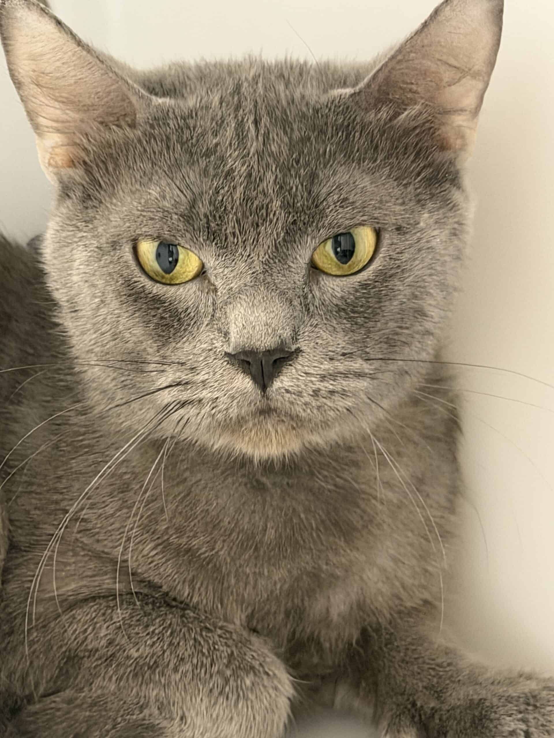 Avocado - Domestic Short Hair cat available for adoption at Proanima in Montreal