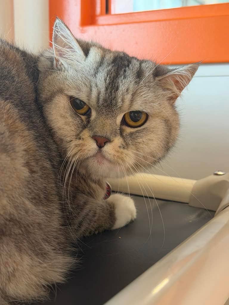 Altesse - Domestic Short Hair cat available for adoption at Proanima in Montreal