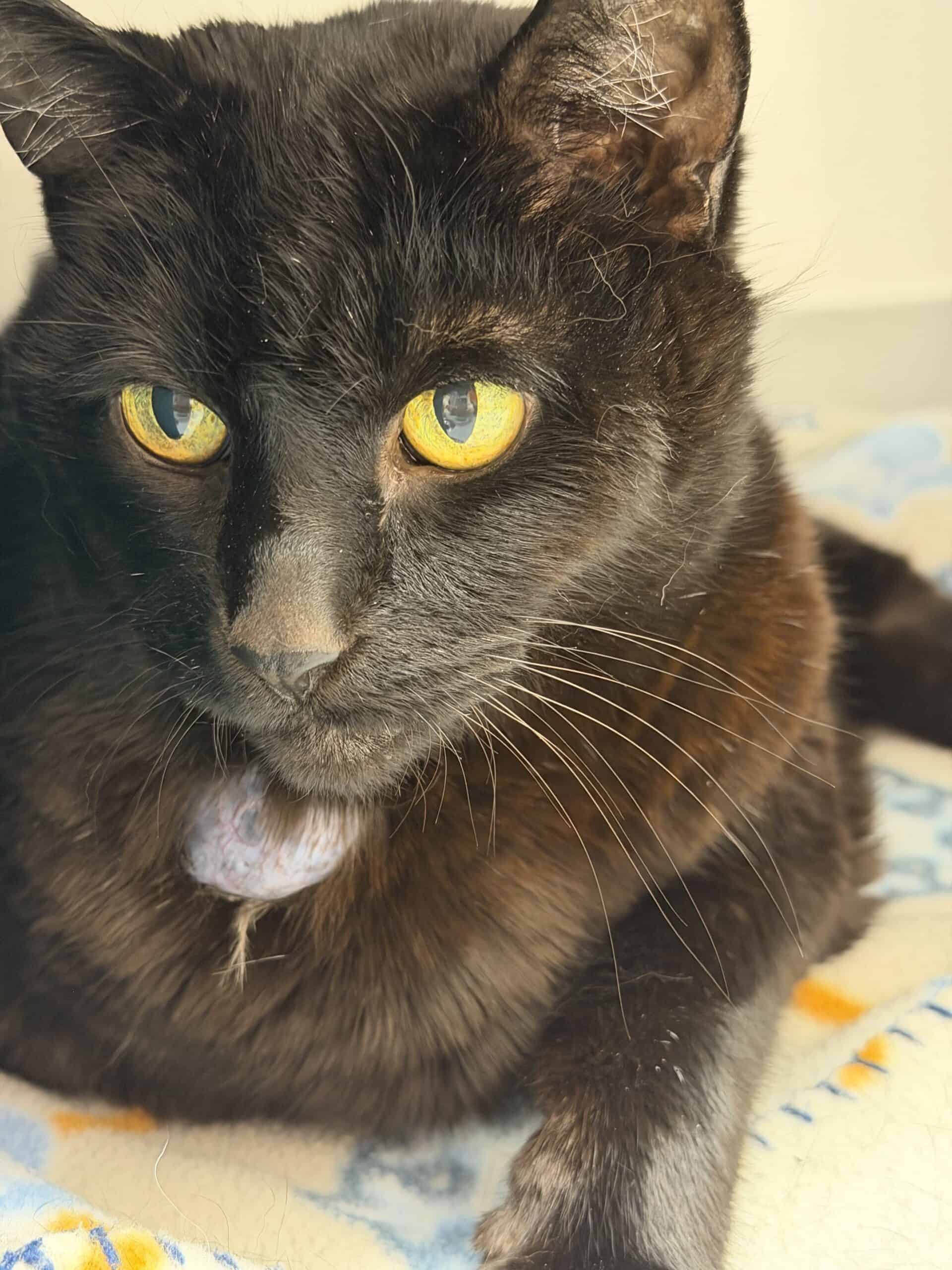 Miss Minoune - Domestic Short Hair cat available for adoption at Proanima in Montreal